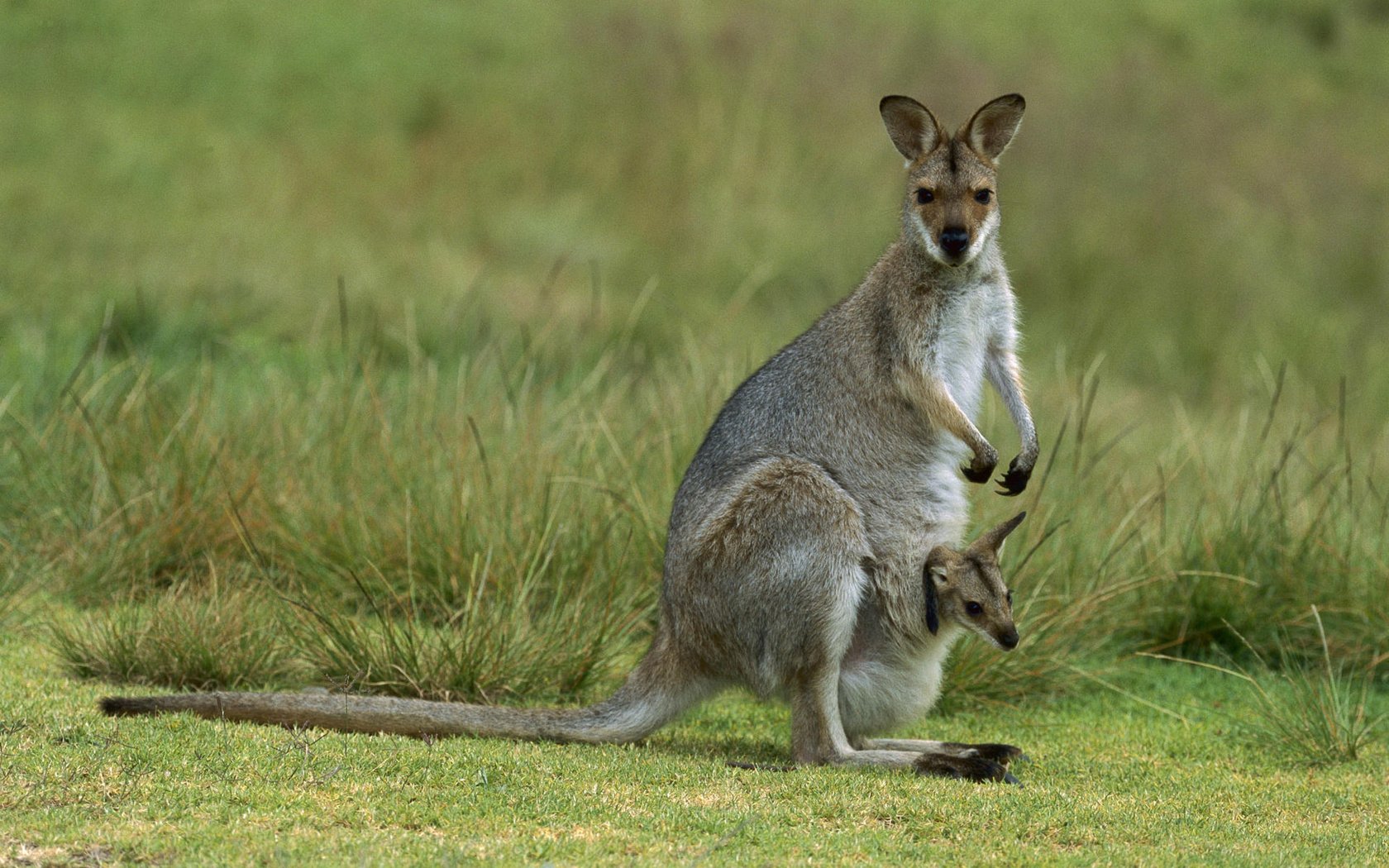 Обои кенгуру, детеныш, kangaroo, cub разрешение 1920x1200 Загрузить