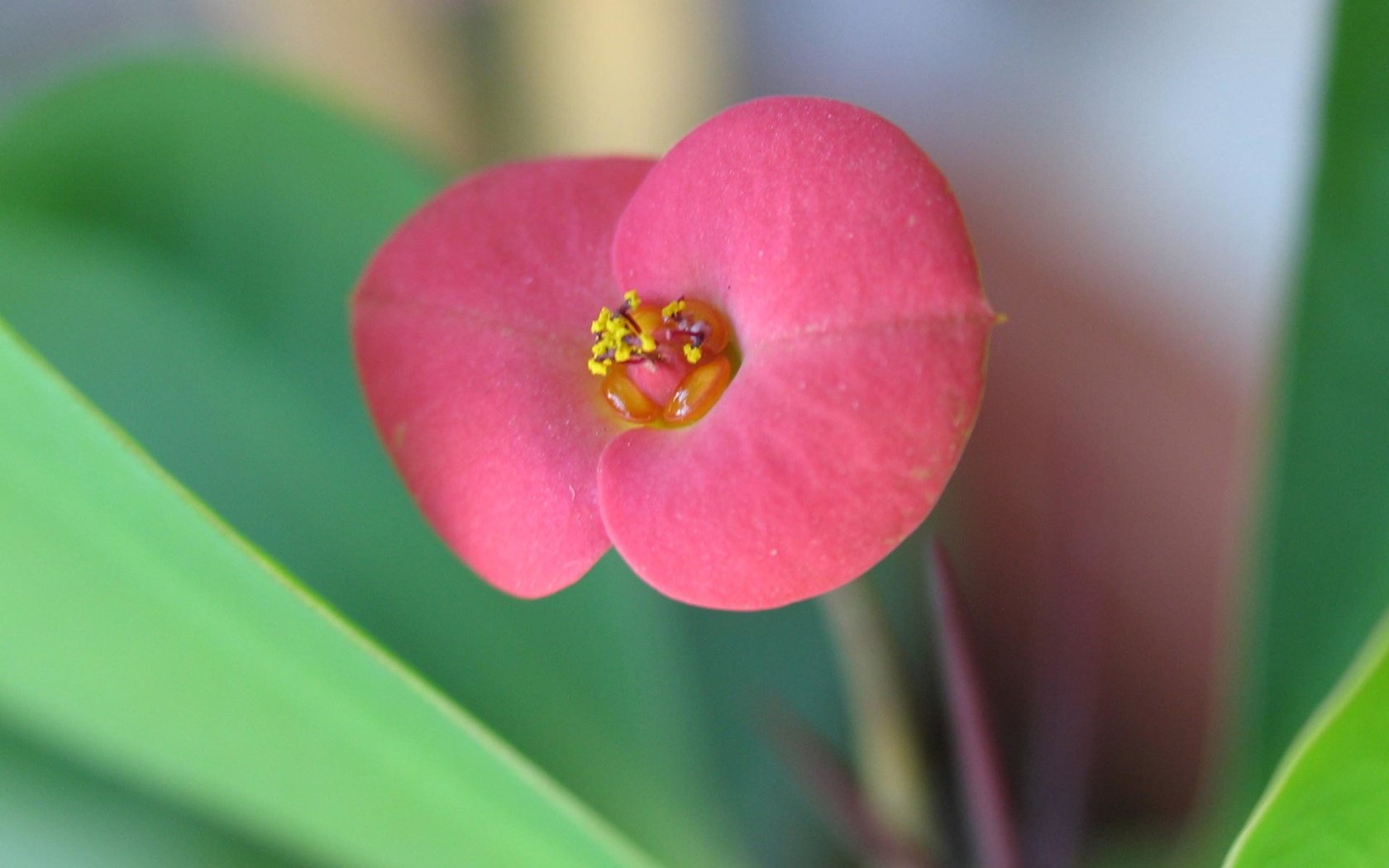 Обои макро, цветок, красный, молочай, молочай миля, macro, flower, red, euphorbia разрешение 1920x1200 Загрузить