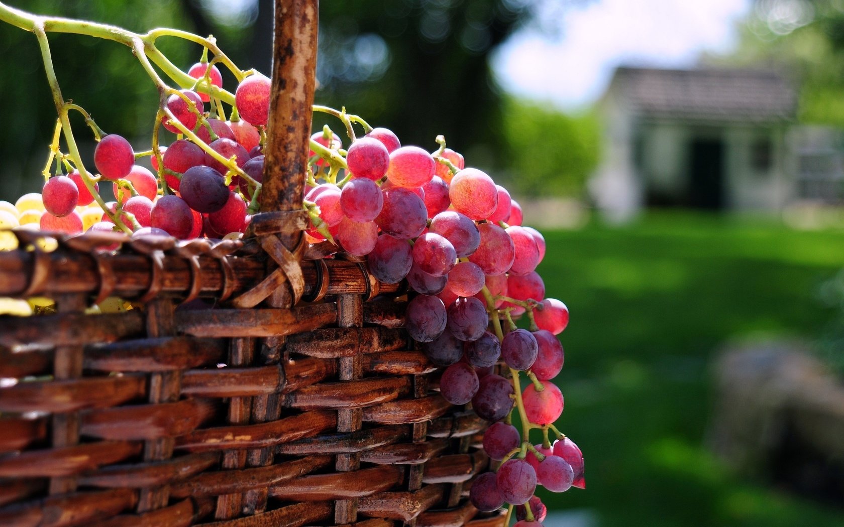 Обои солнце, виноград, корзина, ягоды, the sun, grapes, basket, berries разрешение 3288x2153 Загрузить