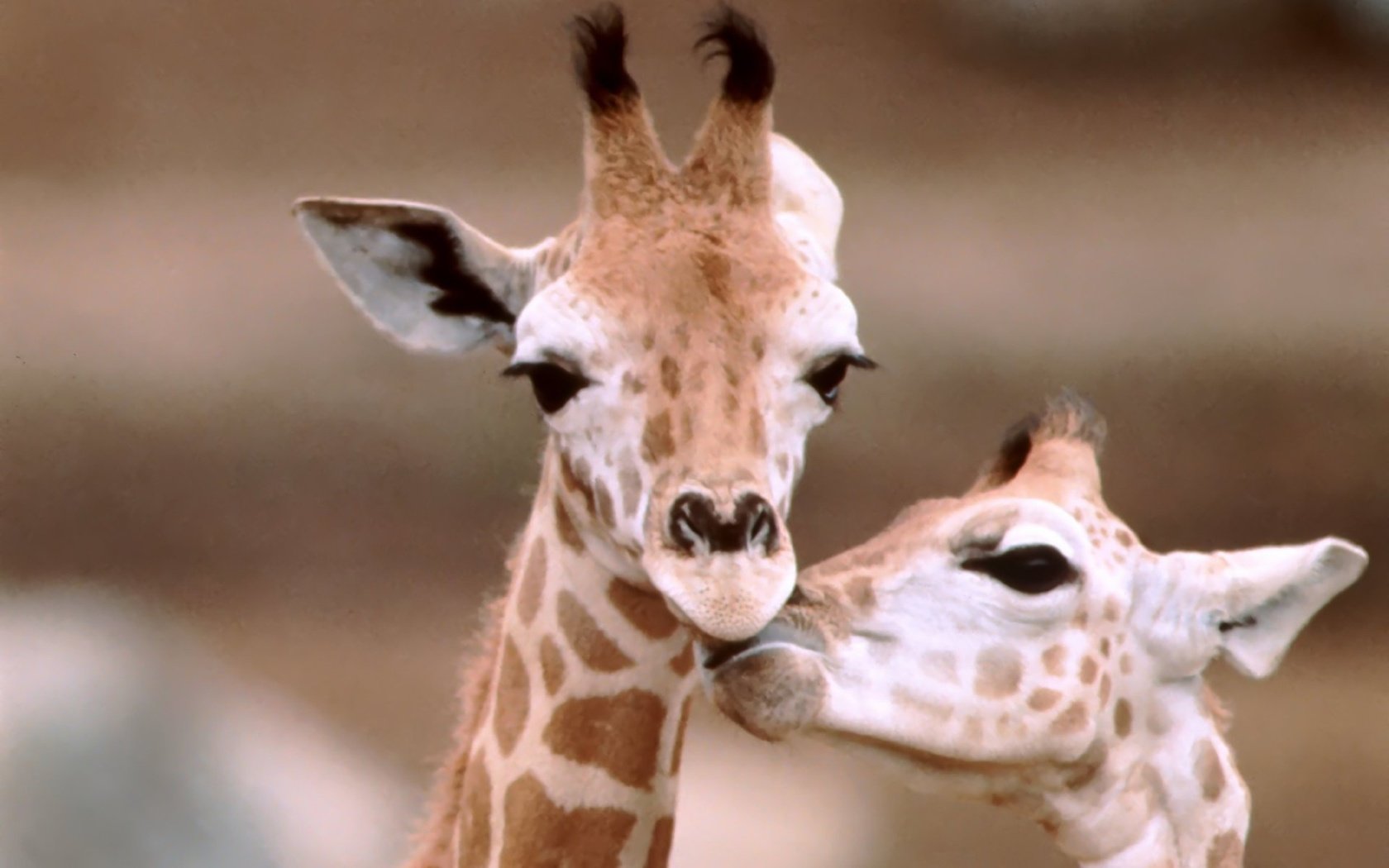 Обои морда, фон, пятна, уши, жираф, жирафы, рожки, face, background, spot, ears, giraffe, giraffes, horns разрешение 1920x1200 Загрузить