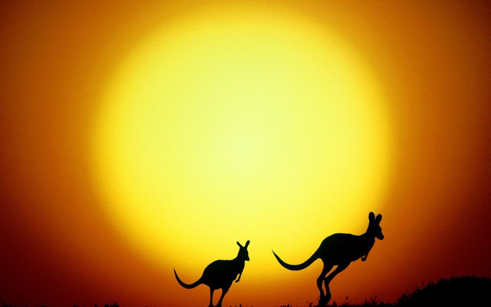 Обои солнце, силуэты, австралия, кенгуру, the sun, silhouettes, australia, kangaroo разрешение 1920x1440 Загрузить