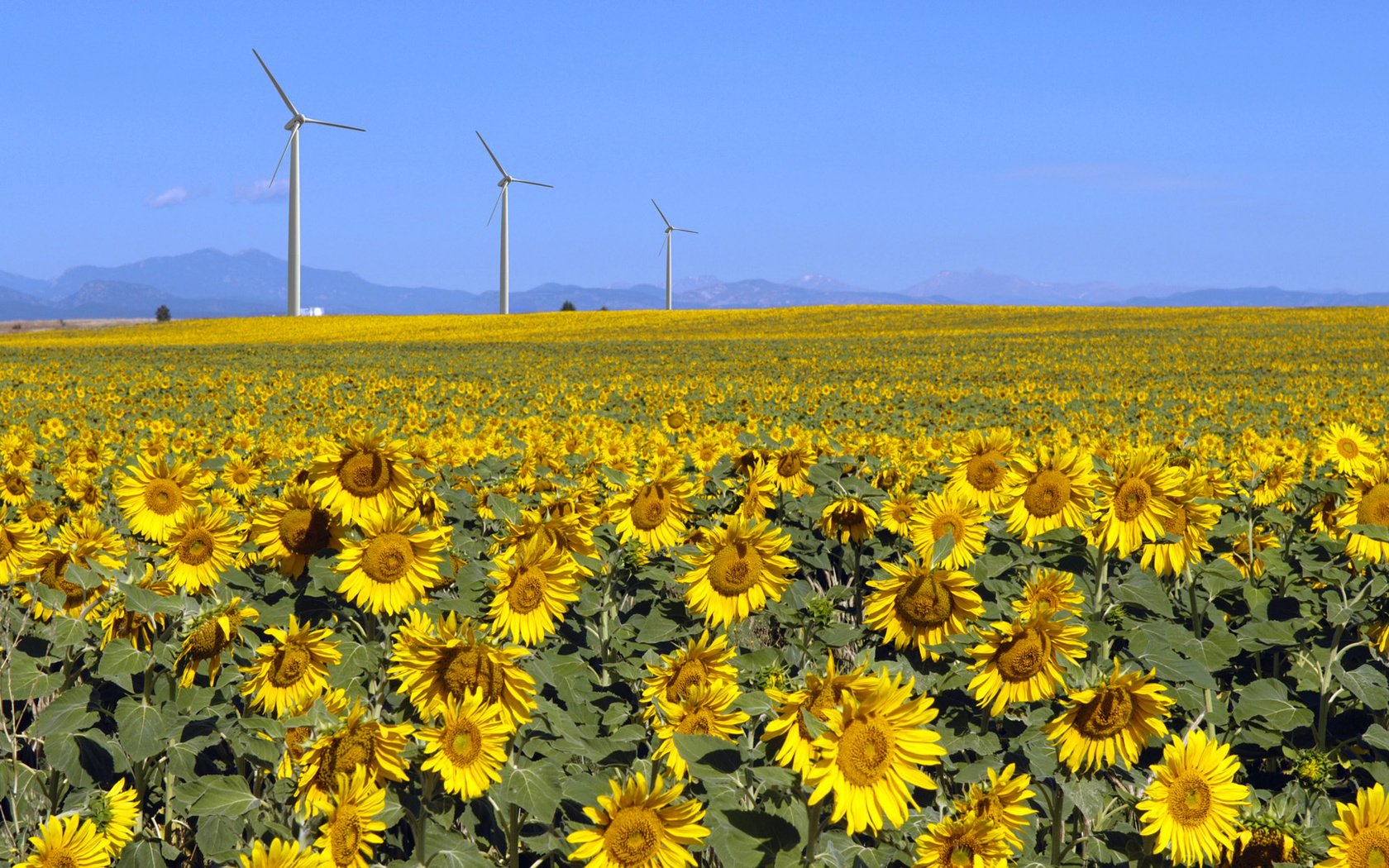 Обои поле, лето, подсолнухи, солнечно, field, summer, sunflowers, sunny разрешение 1920x1080 Загрузить