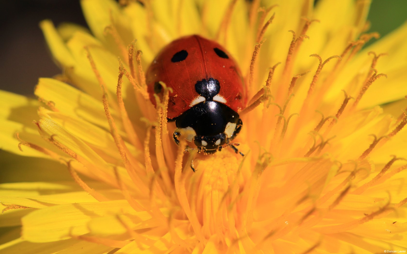 Обои жук, насекомое, цветок, божья коровка, одуванчик, beetle, insect, flower, ladybug, dandelion разрешение 1920x1200 Загрузить