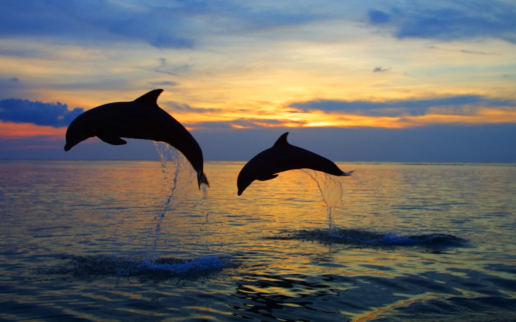 Обои вода, море, брызги, прыжок, пара, дельфины, water, sea, squirt, jump, pair, dolphins разрешение 1920x1080 Загрузить
