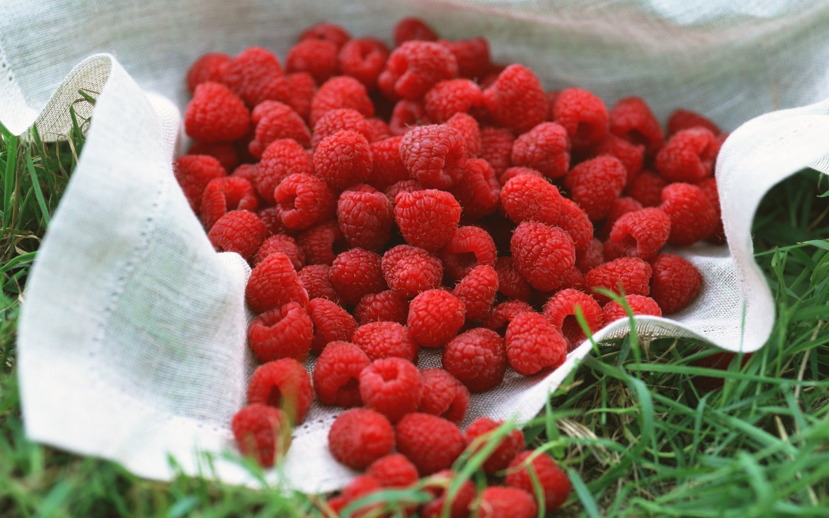 Обои ягода, много малины, berry, a lot raspberry разрешение 1920x1363 Загрузить