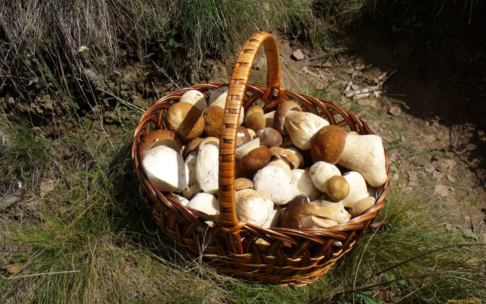 Обои трава, грибы, корзинка, лукошко, белые грибы, grass, mushrooms, basket, white mushrooms разрешение 1920x1200 Загрузить