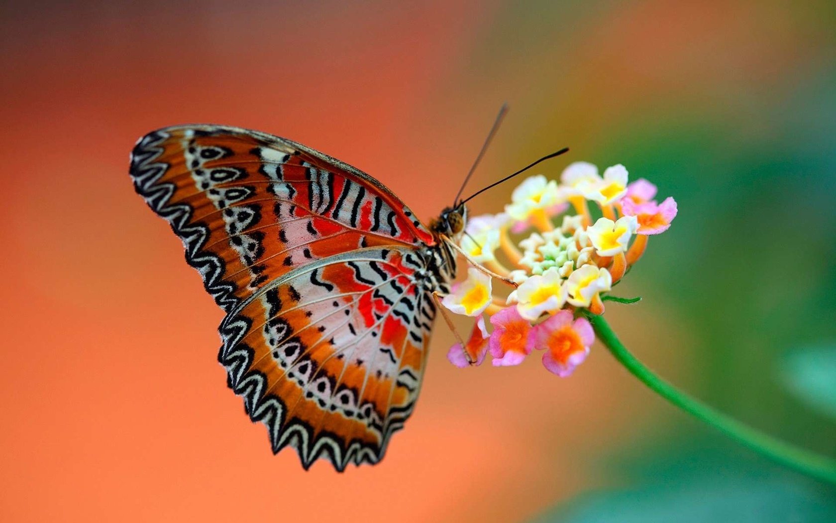 Обои макро, насекомое, цветок, бабочка, крылья, пыльца, нектар, macro, insect, flower, butterfly, wings, pollen, nectar разрешение 1920x1200 Загрузить