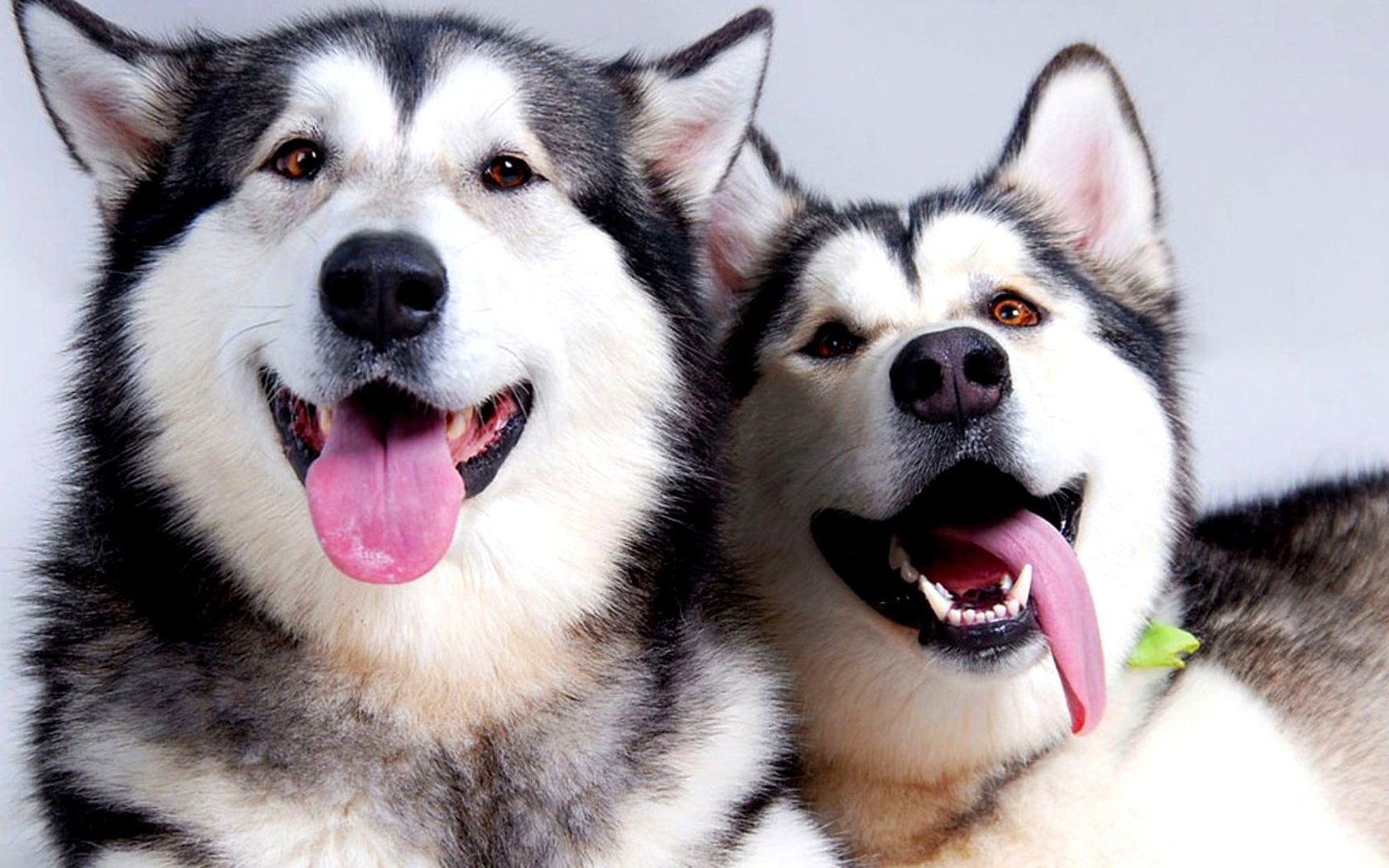 Обои пара, отдых, хаски, язык, собаки, pair, stay, husky, language, dogs разрешение 2000x1125 Загрузить