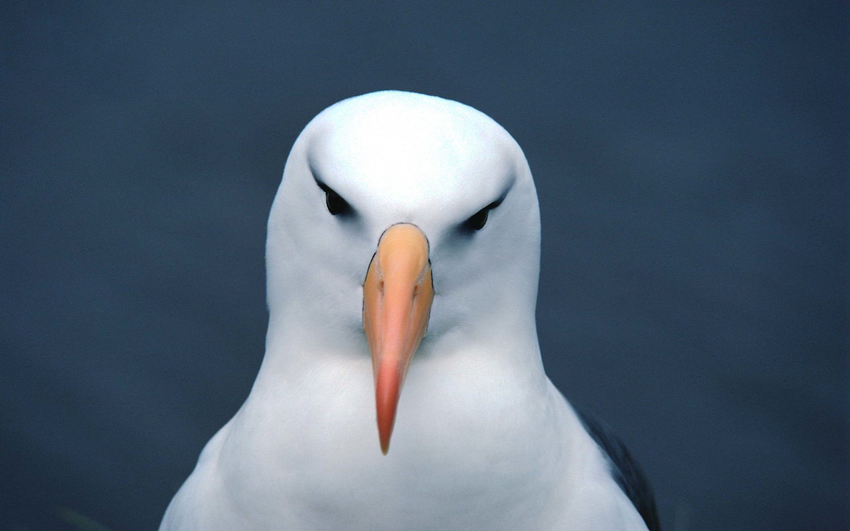 Обои фон, чайка, птица, клюв, голова, background, seagull, bird, beak, head разрешение 3072x2048 Загрузить