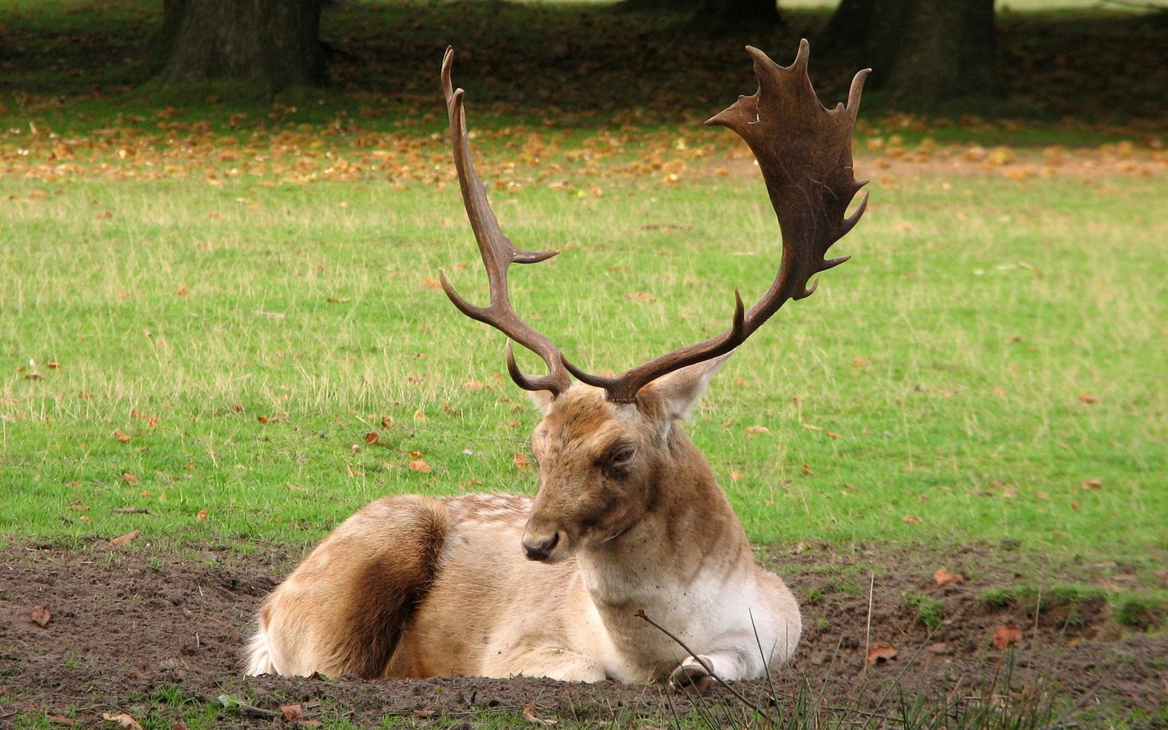 Обои трава, лес, олень, рога, опушка, grass, forest, deer, horns, the edge разрешение 1920x1200 Загрузить