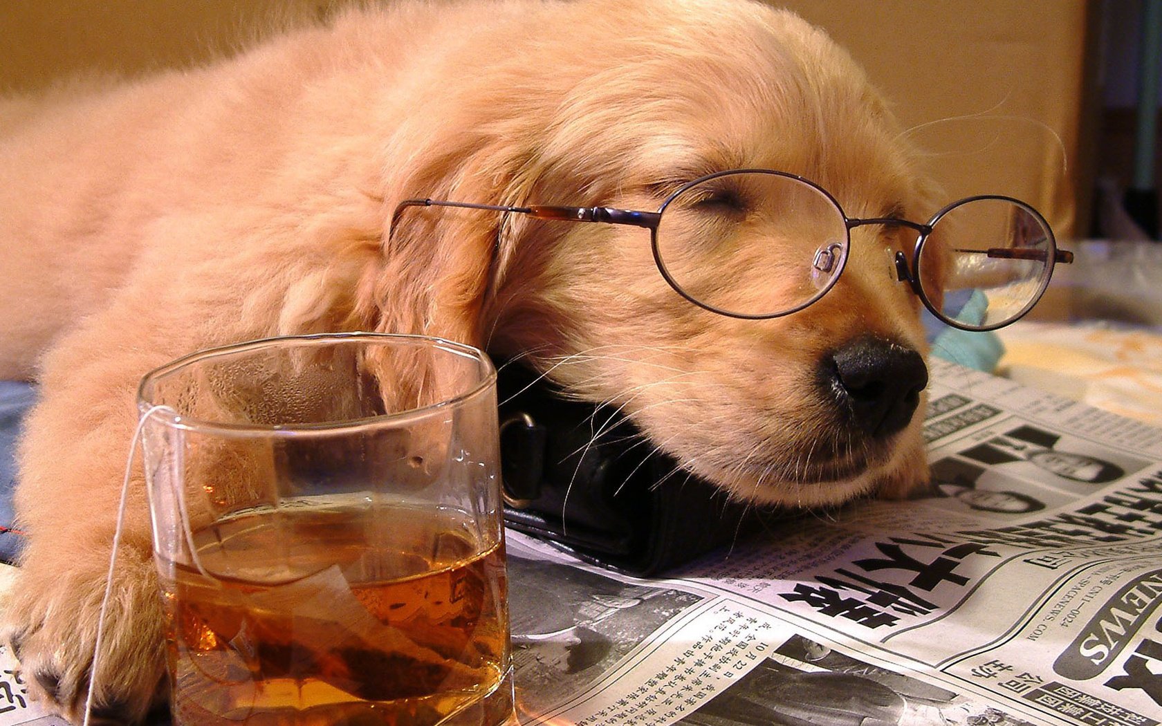 Обои очки, стакан, сон, собака, щенок, отдых, друг, чай, газета, glasses, glass, sleep, dog, puppy, stay, each, tea, newspaper разрешение 1920x1080 Загрузить