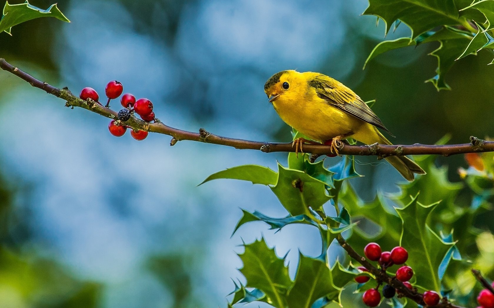 Обои ветка, листья, лето, птица, ягоды, желтая птичка, камышевка, branch, leaves, summer, bird, berries, yellow bird, warbler разрешение 1920x1280 Загрузить