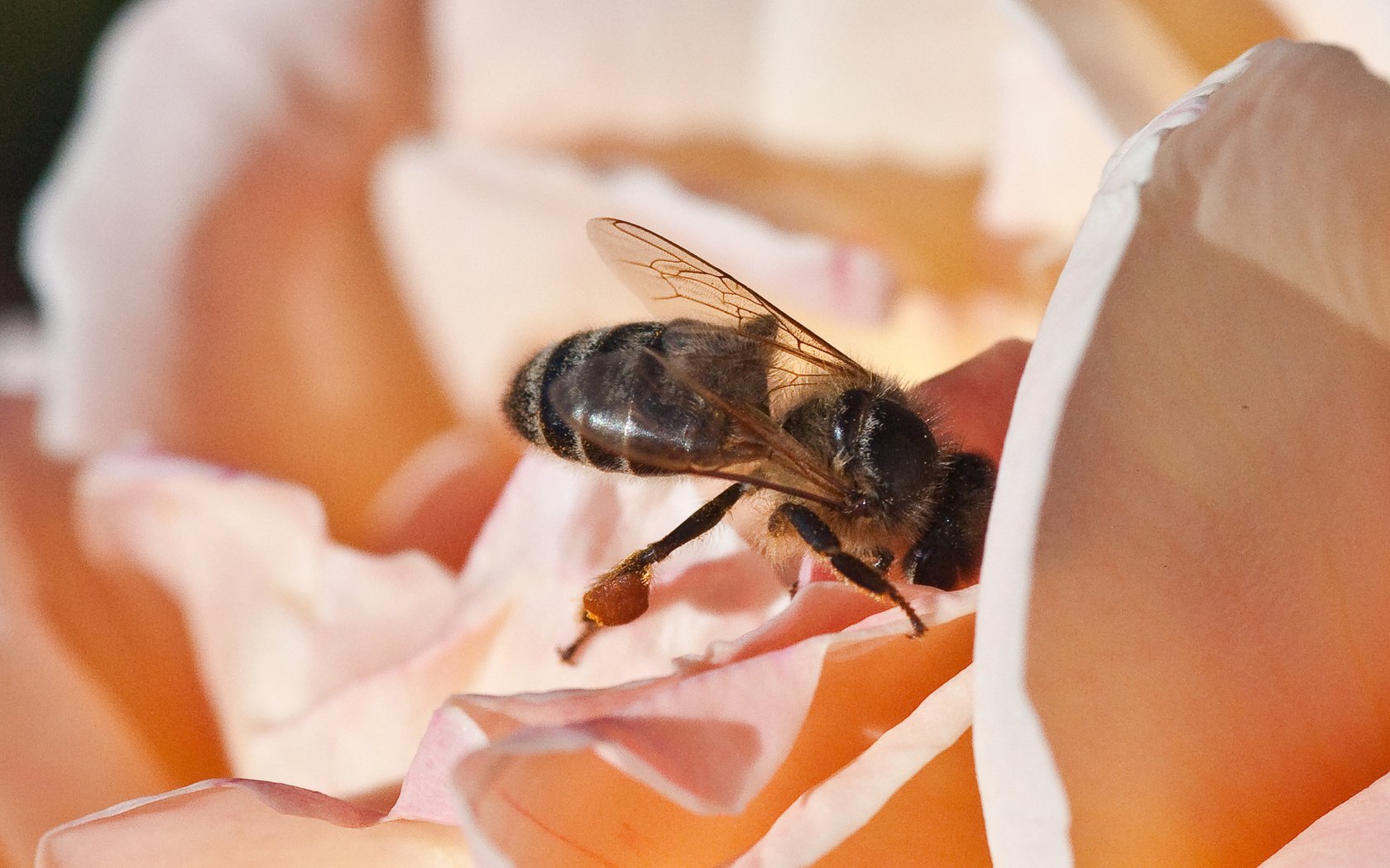 Обои макро, цветок, лепестки, насекомые, пчела, нектар, macro, flower, petals, insects, bee, nectar разрешение 1920x1200 Загрузить