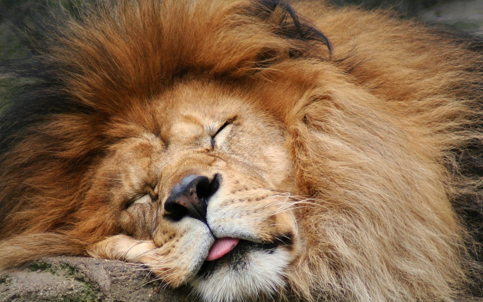 Обои морда, спит, хищник, большая кошка, лев, язык, грива, face, sleeping, predator, big cat, leo, language, mane разрешение 1920x1080 Загрузить