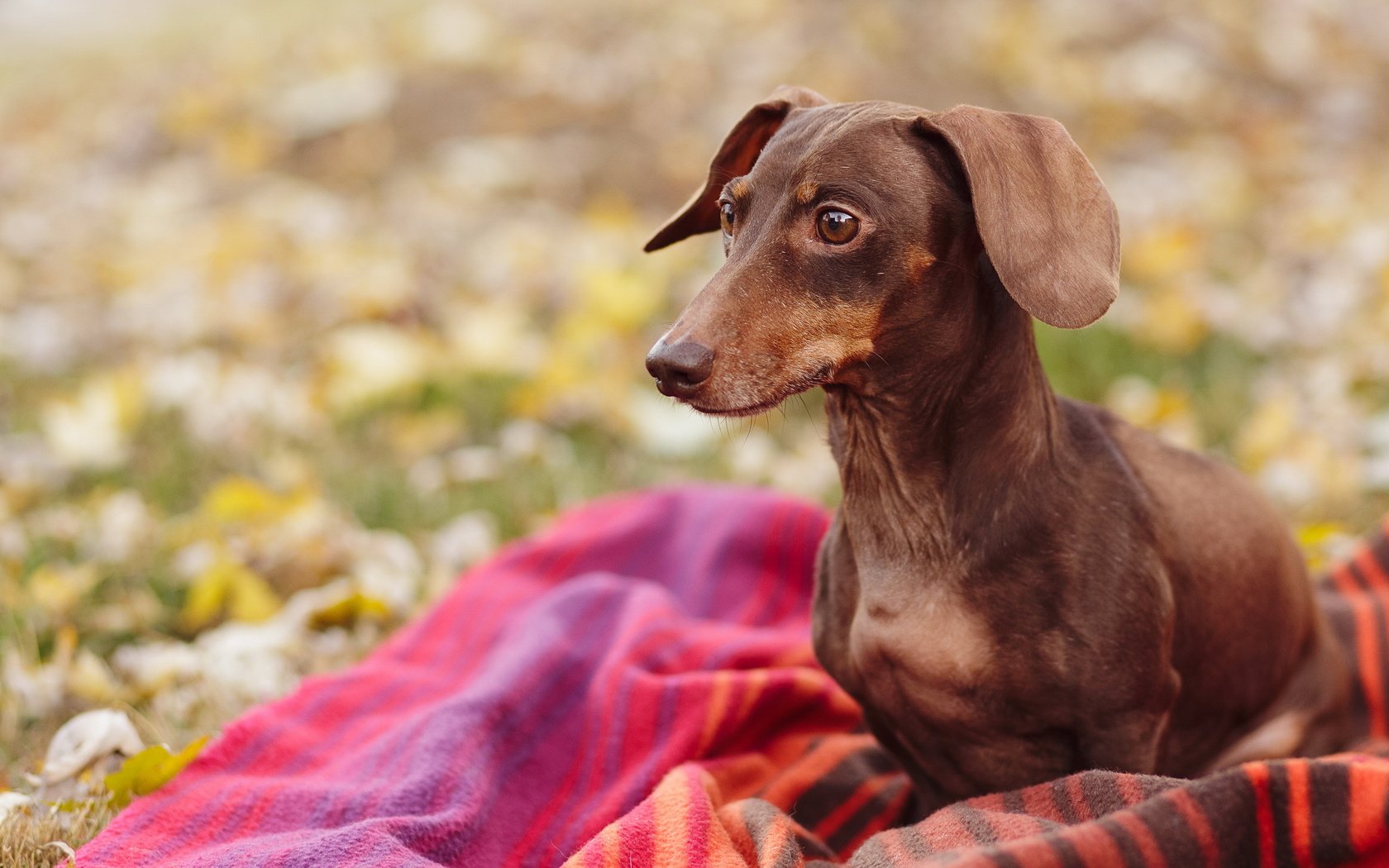 Обои природа, взгляд, собака, плед, такса, nature, look, dog, plaid, dachshund разрешение 2560x1600 Загрузить