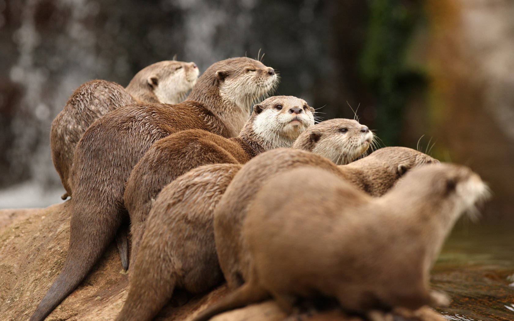 Обои вода, животные, выдра, выдры, water, animals, otter, otters разрешение 2560x1600 Загрузить