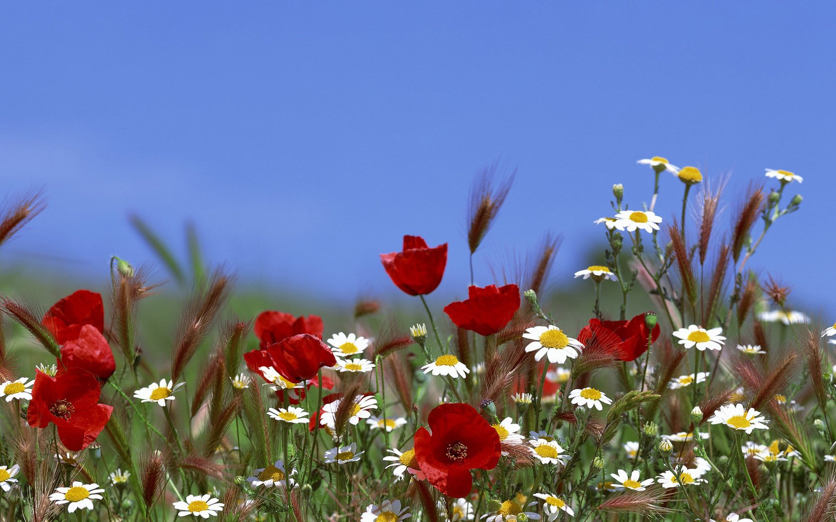 Обои небо, цветы, лето, маки, ромашки, the sky, flowers, summer, maki, chamomile разрешение 3840x1200 Загрузить