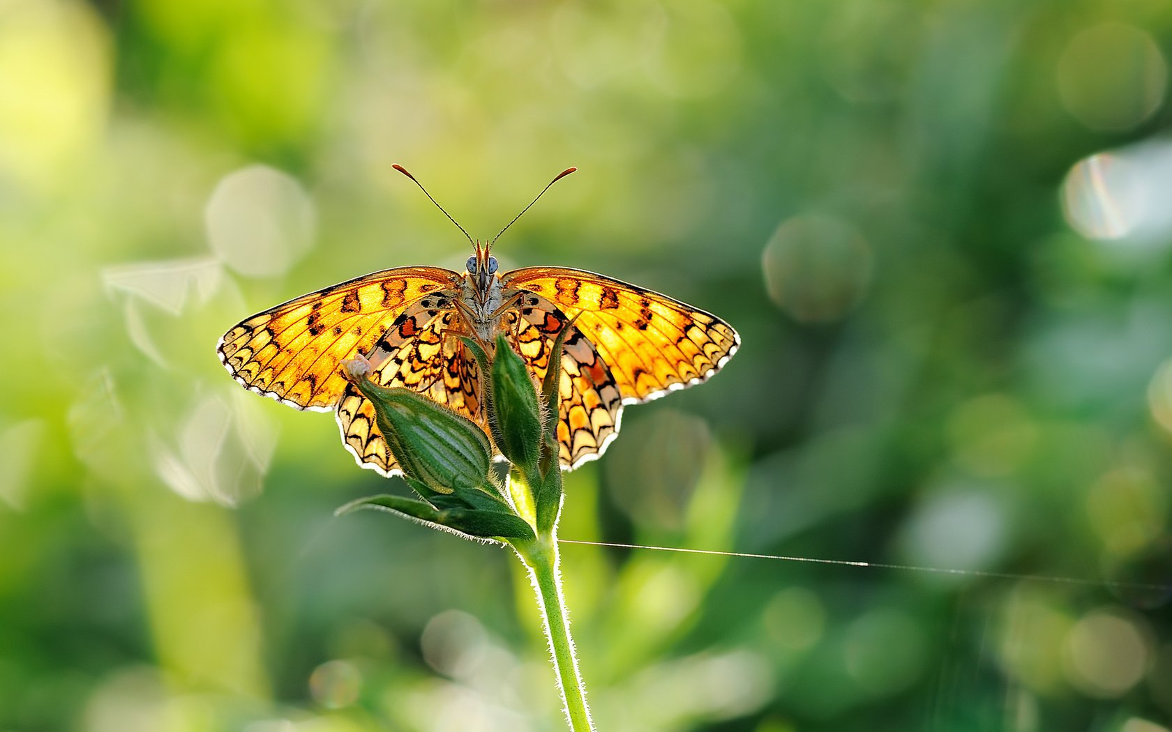 Обои макро, бабочка, крылья, насекомые, растение, стебель, macro, butterfly, wings, insects, plant, stem разрешение 1996x1365 Загрузить