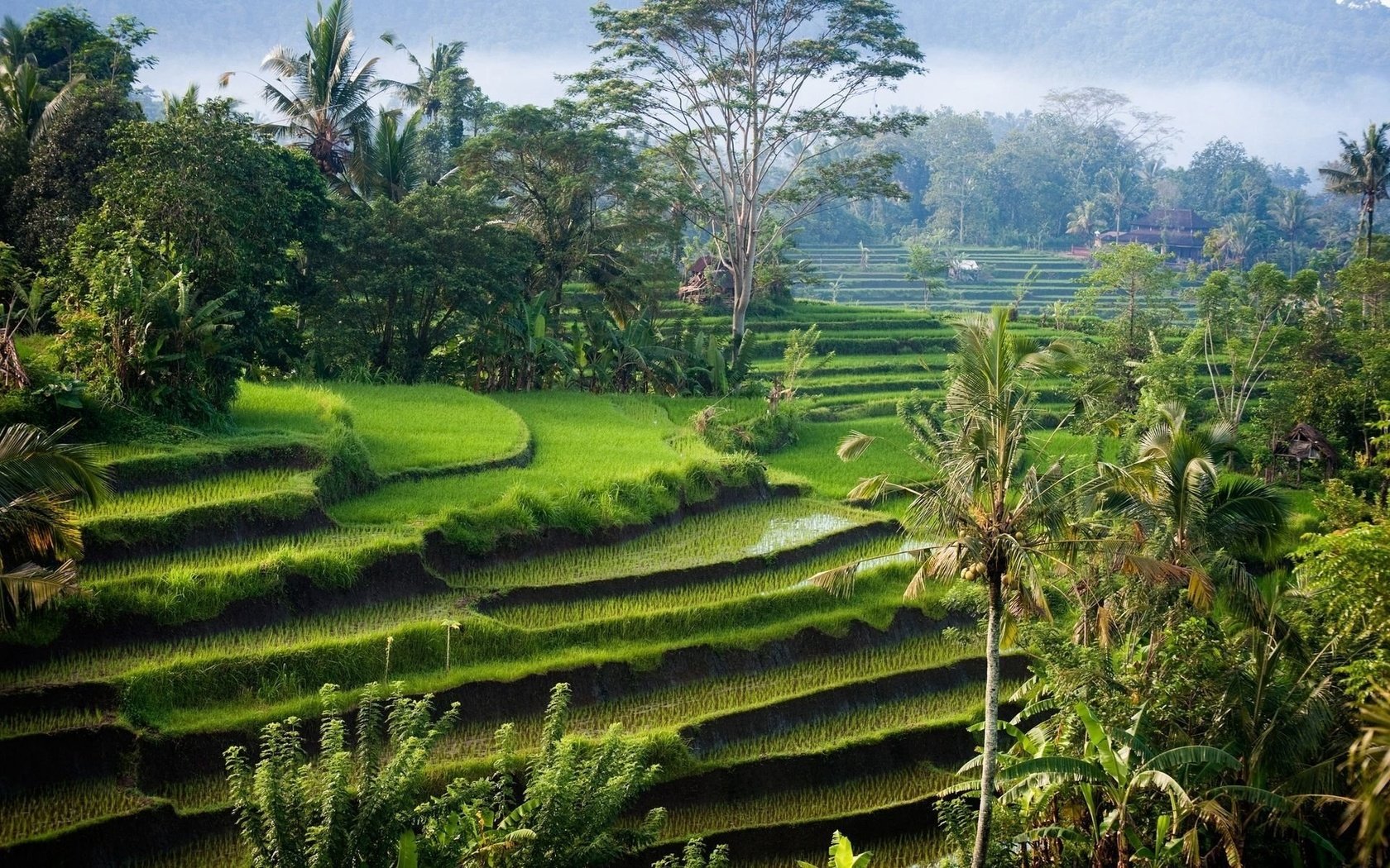 Обои остров, рисовые поля, индонезия, бали, island, rice fields, indonesia, bali разрешение 1920x1200 Загрузить