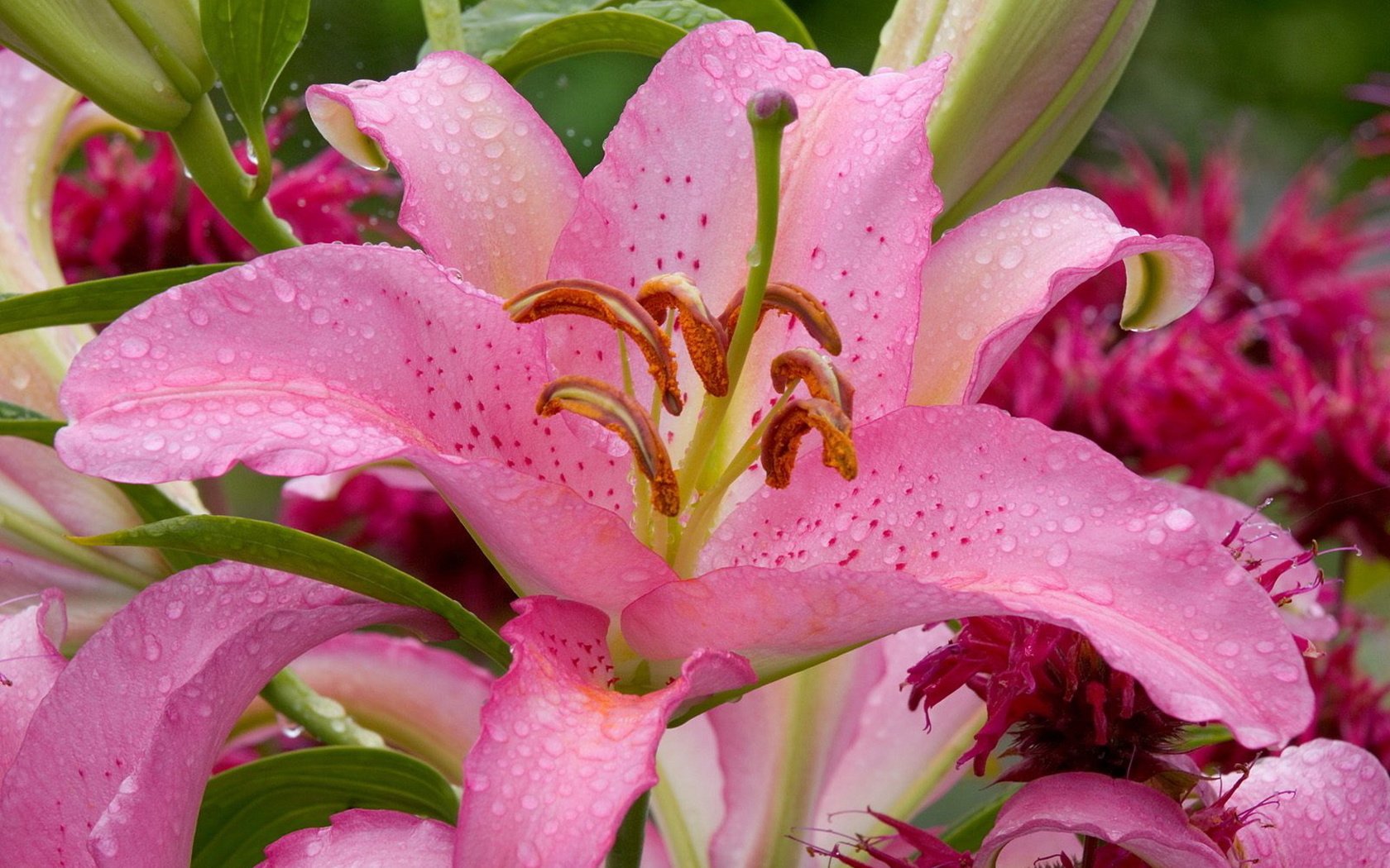 Обои цветы, цветок, лилия, розовая, капли воды, flowers, flower, lily, pink, water drops разрешение 1920x1200 Загрузить