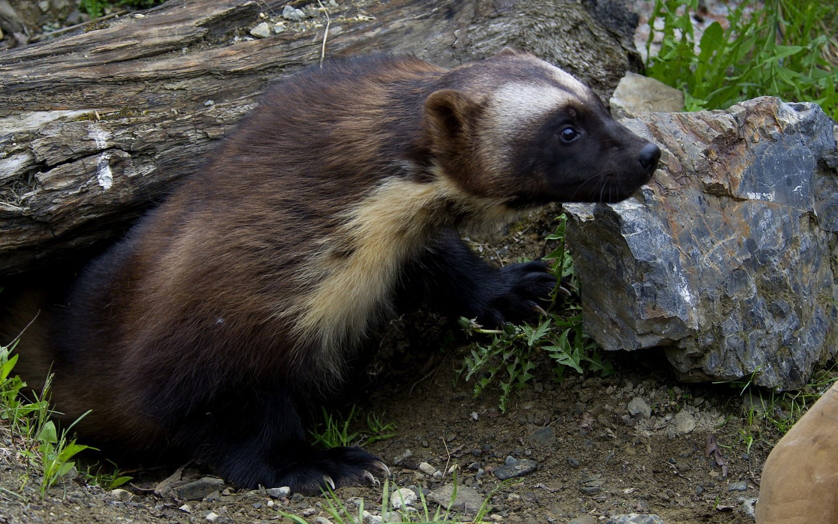 Обои трава, природа, животные, росомаха, росомаха.камни, grass, nature, animals, wolverine, wolverine.stones разрешение 1920x1200 Загрузить