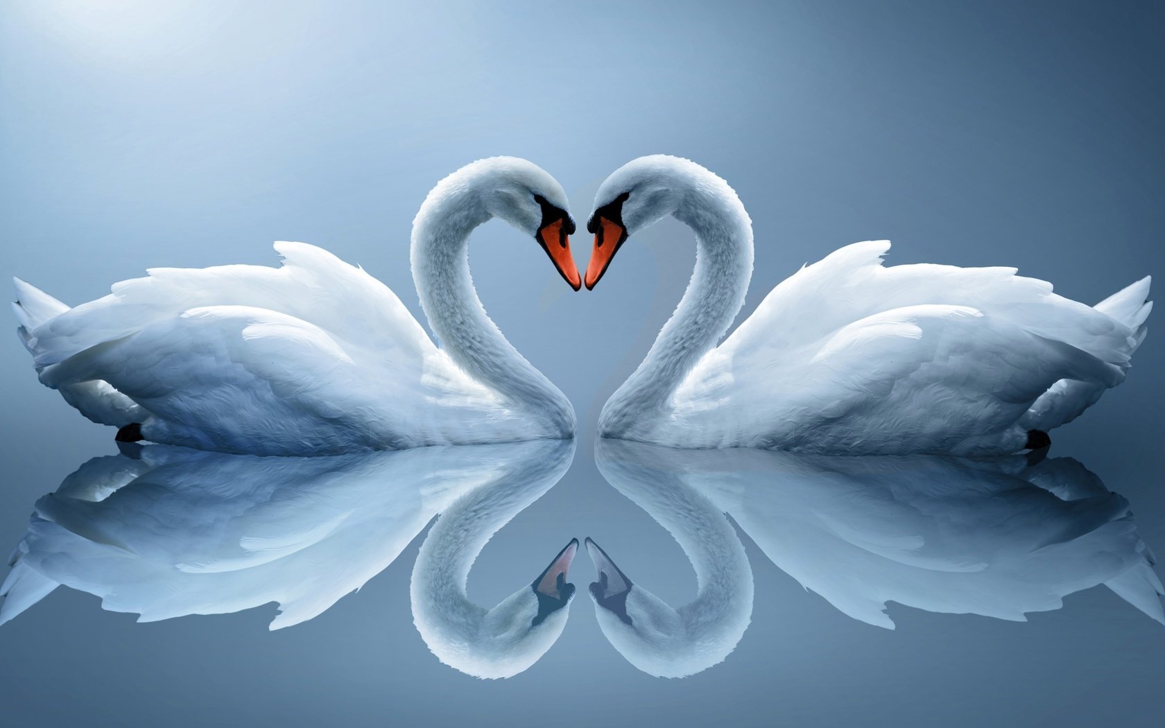 Обои вода, отражение, сердце, птицы, пара, белые, лебеди, water, reflection, heart, birds, pair, white, swans разрешение 2560x1600 Загрузить