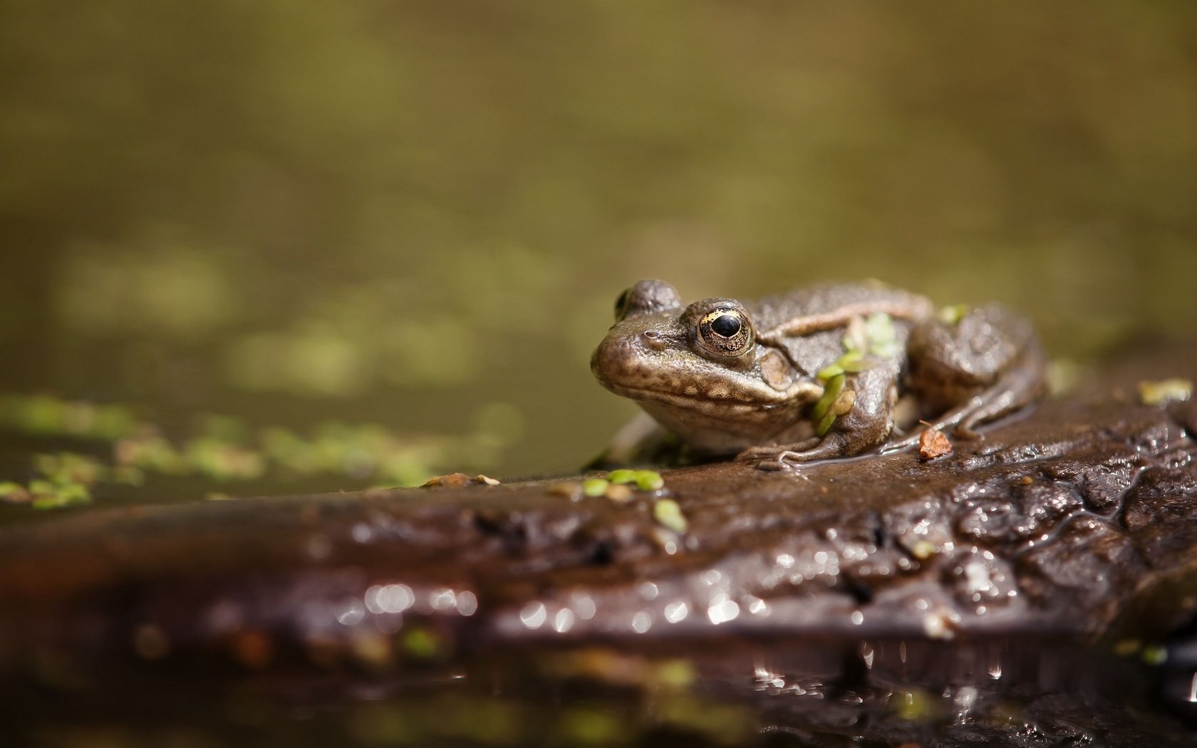 Обои вода, животные, лягушка, пруд, жаба, water, animals, frog, pond, toad разрешение 2048x1339 Загрузить