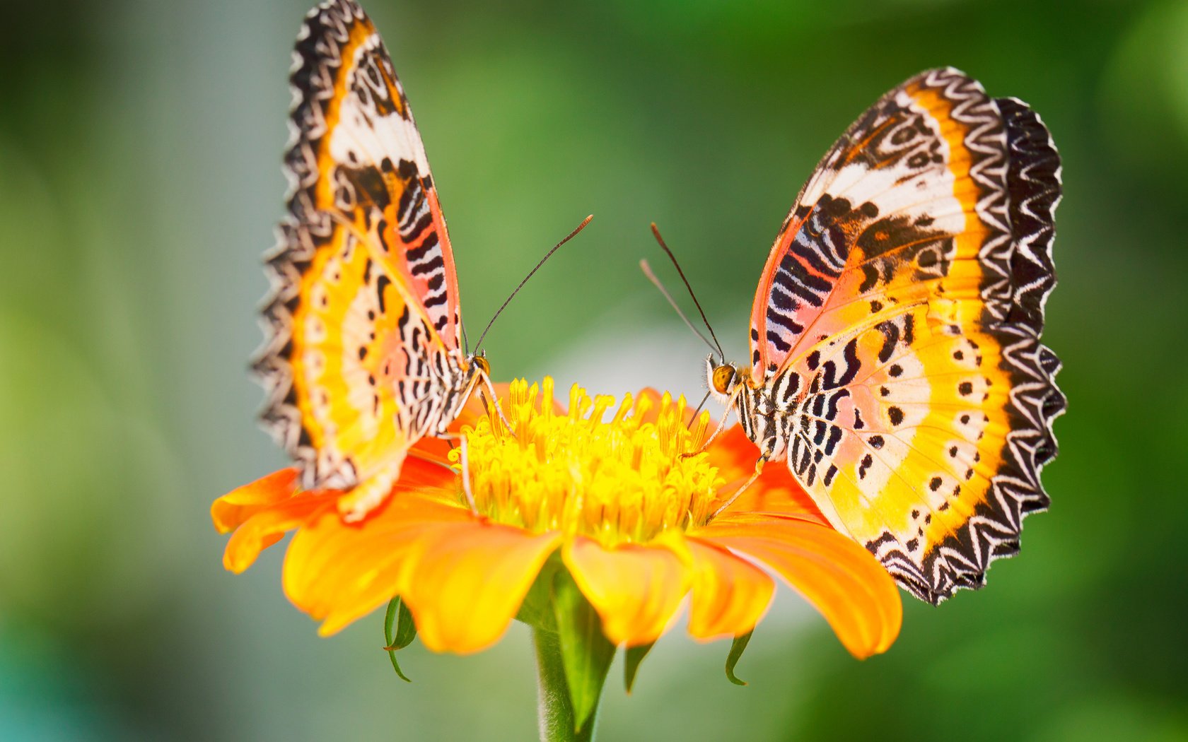 Обои макро, цветок, насекомые, бабочки, малайские златоглазки, macro, flower, insects, butterfly, malay lacewing разрешение 2048x1365 Загрузить