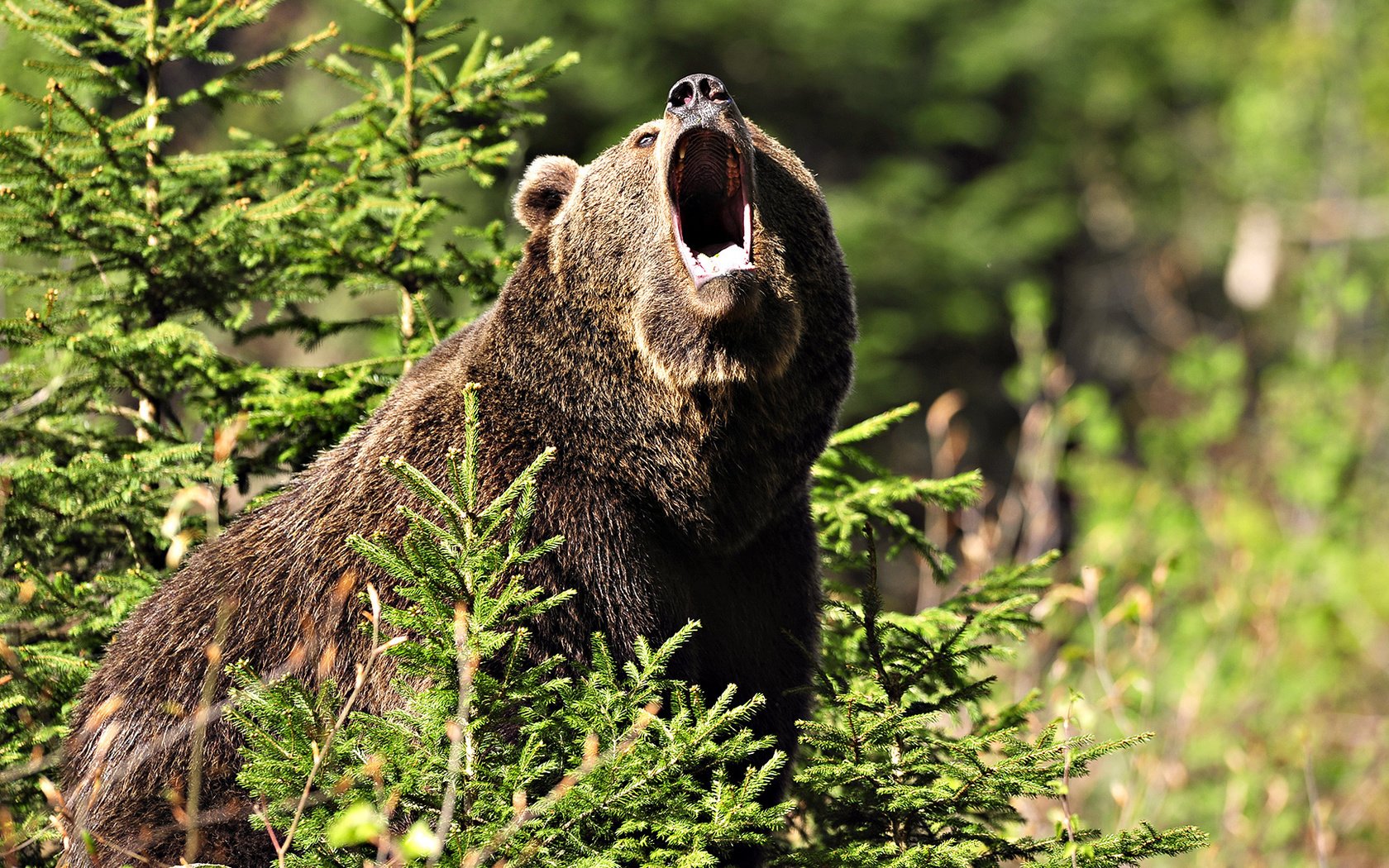 Обои лес, медведь, елки, пасть, бурый, рев, forest, bear, tree, mouth, brown, roar разрешение 1920x1080 Загрузить