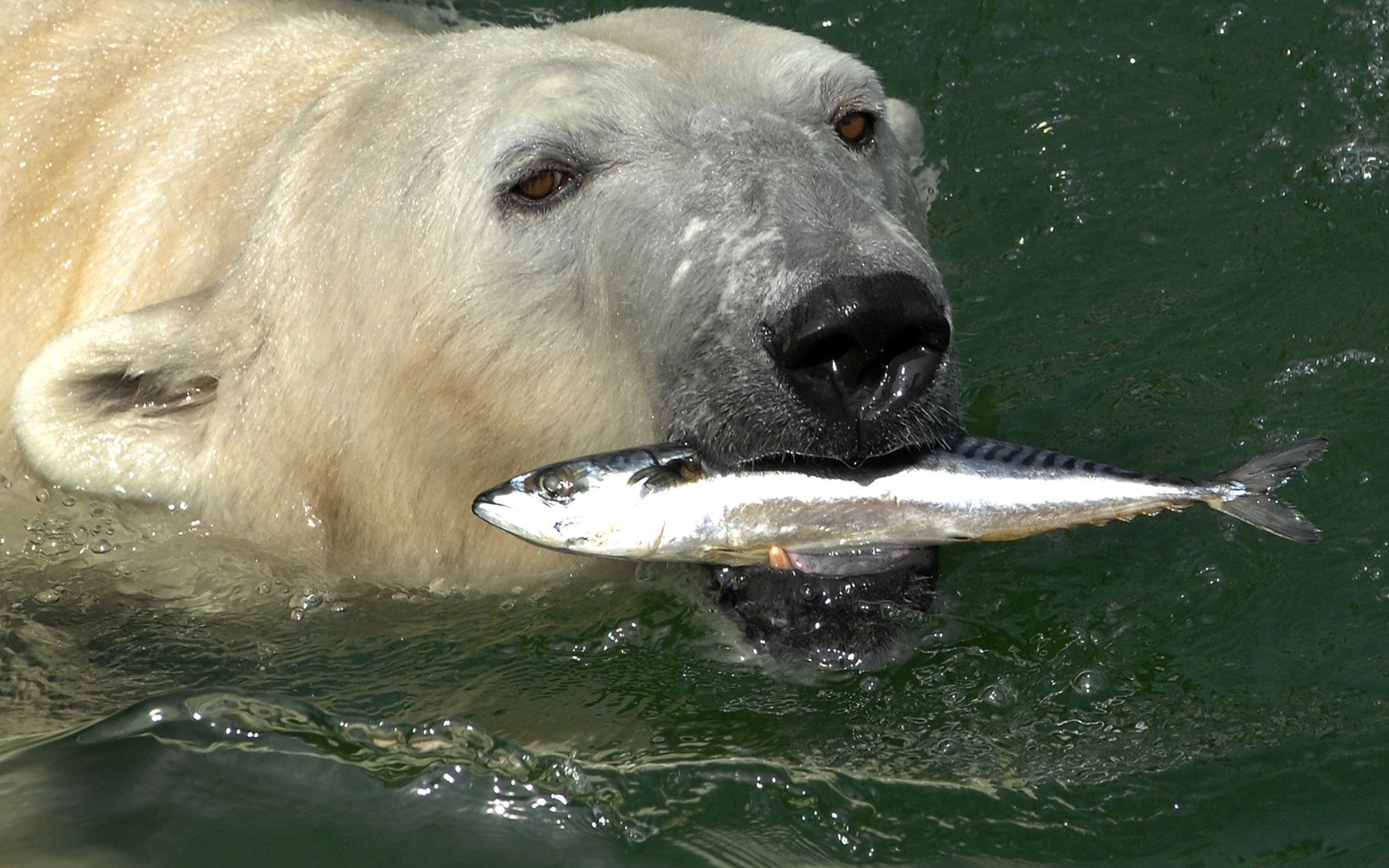 Обои вода, медведь, белый, рыба, скумбрия, полярный, северный, water, bear, white, fish, mackerel, polar, north разрешение 2200x1453 Загрузить