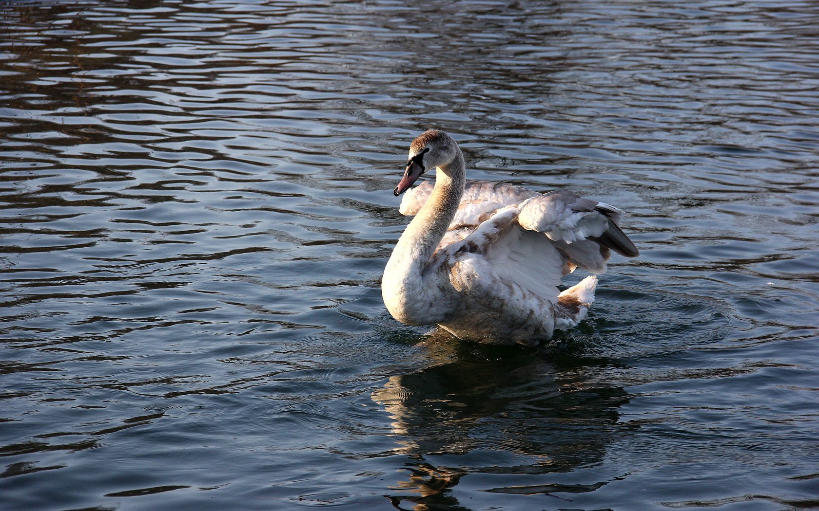 Обои вода, отражение, птица, клюв, перья, лебедь, water, reflection, bird, beak, feathers, swan разрешение 2560x1600 Загрузить