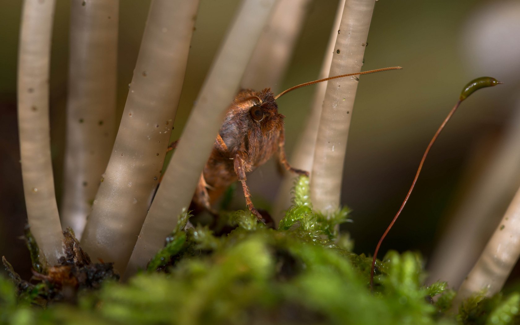 Обои макро, насекомое, мох, стебли, растение, усики, macro, insect, moss, stems, plant, antennae разрешение 2048x1367 Загрузить