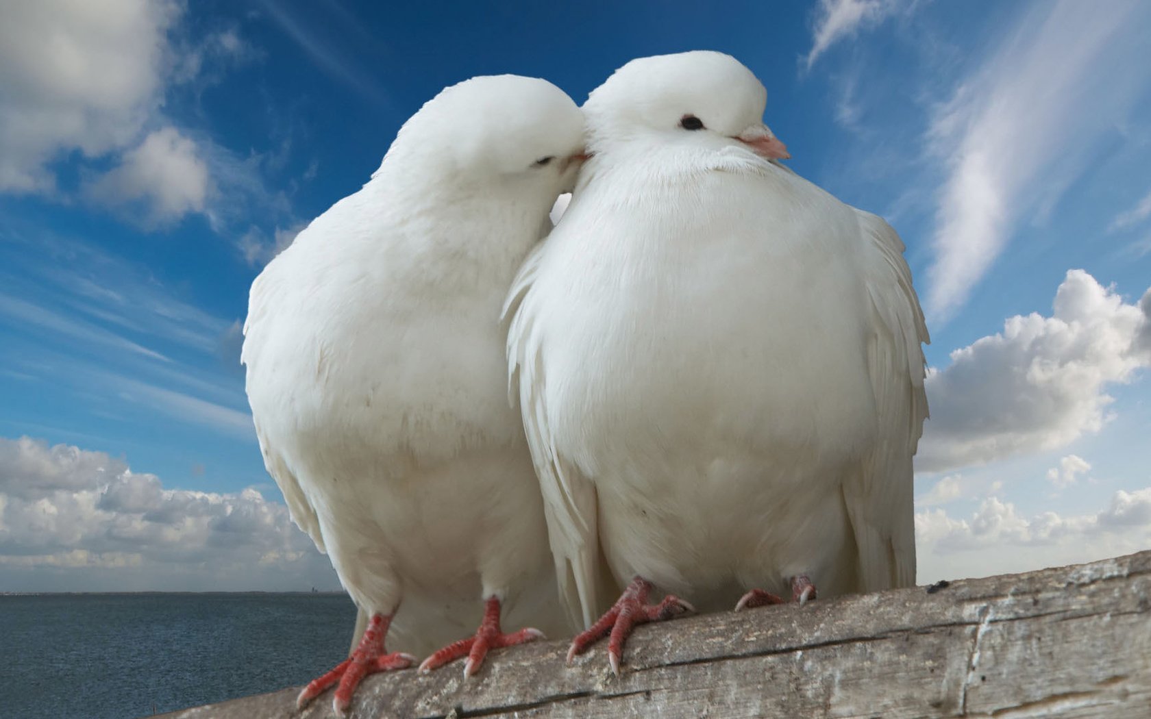 Обои небо, птицы, белые, объятия, голуби, два белых голубя, the sky, birds, white, hugs, pigeons, two snow-white doves разрешение 1920x1080 Загрузить