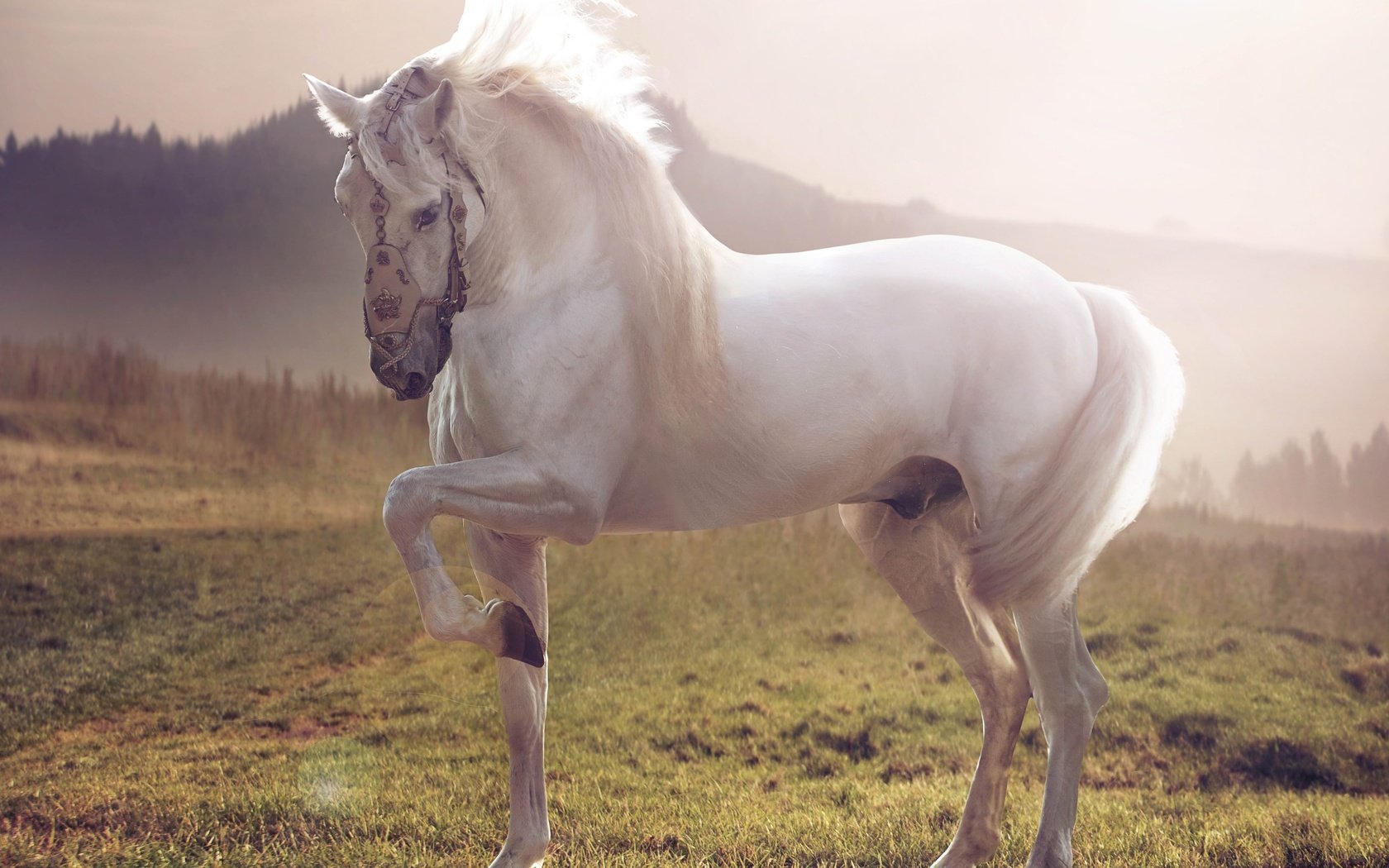 Обои лошадь, трава, природа, фон, белый, конь, жеребец, horse, grass, nature, background, white, stallion разрешение 5120x3880 Загрузить