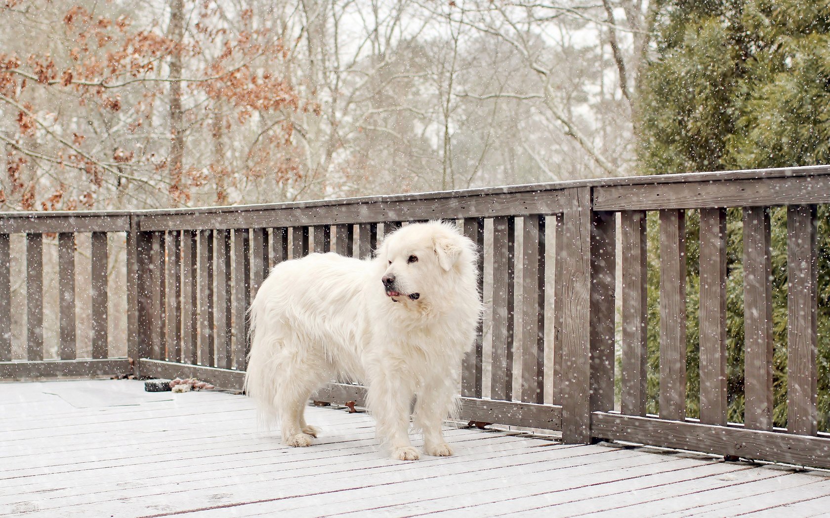 Обои снег, собака, белая, snow, dog, white разрешение 2048x1321 Загрузить