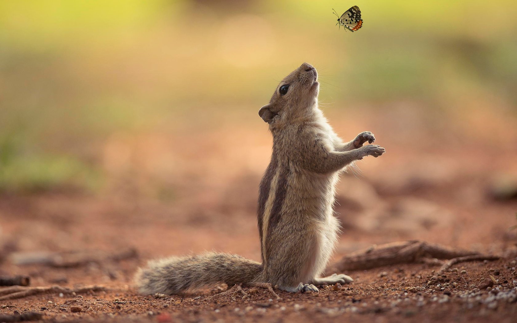 Обои природа, фон, бабочка, бурундук, nature, background, butterfly, chipmunk разрешение 2048x1367 Загрузить