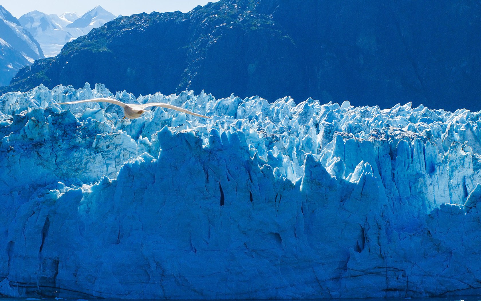 Обои птица, аляска, айсберги, ледники, bird, alaska, icebergs, glaciers разрешение 1920x1080 Загрузить