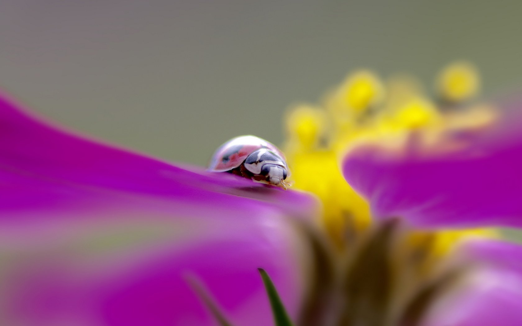 Обои насекомое, цветок, божья коровка, insect, flower, ladybug разрешение 2048x1365 Загрузить