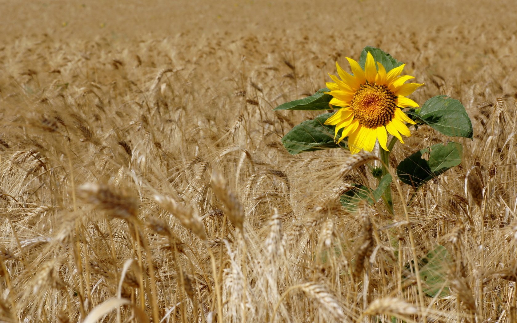 Обои поле, подсолнух, пшеница, field, sunflower, wheat разрешение 2560x1713 Загрузить