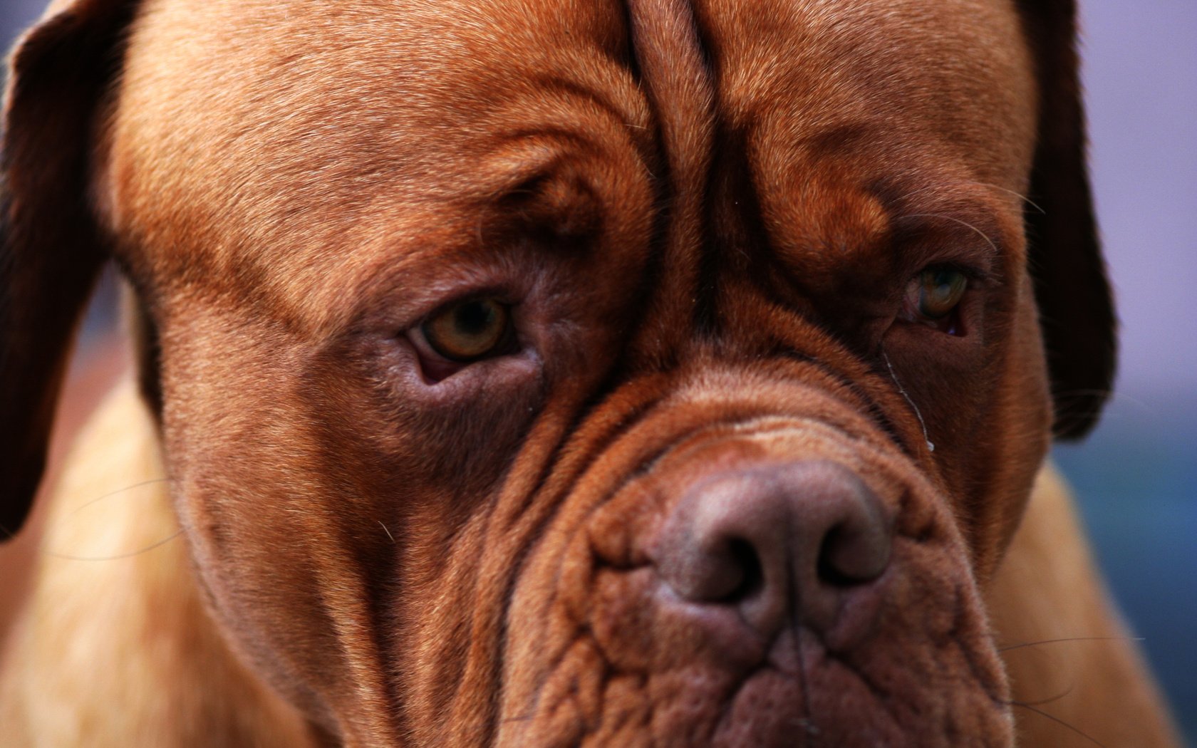 Обои глаза, морда, бордоский дог, eyes, face, dogue de bordeaux разрешение 2560x1600 Загрузить