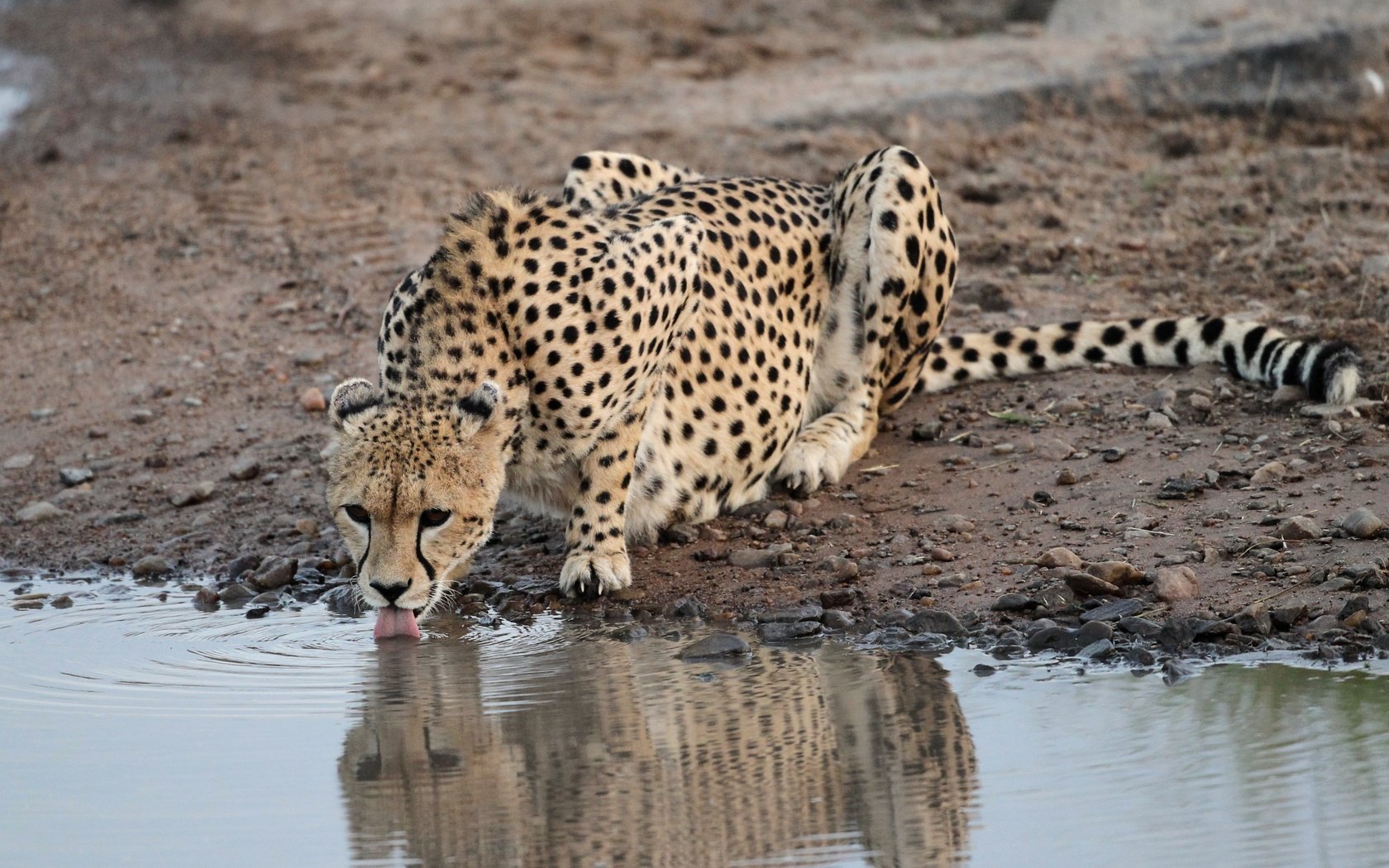 Обои камни, водоем, хищник, гепард, водопой, stones, pond, predator, cheetah, drink разрешение 3438x2056 Загрузить