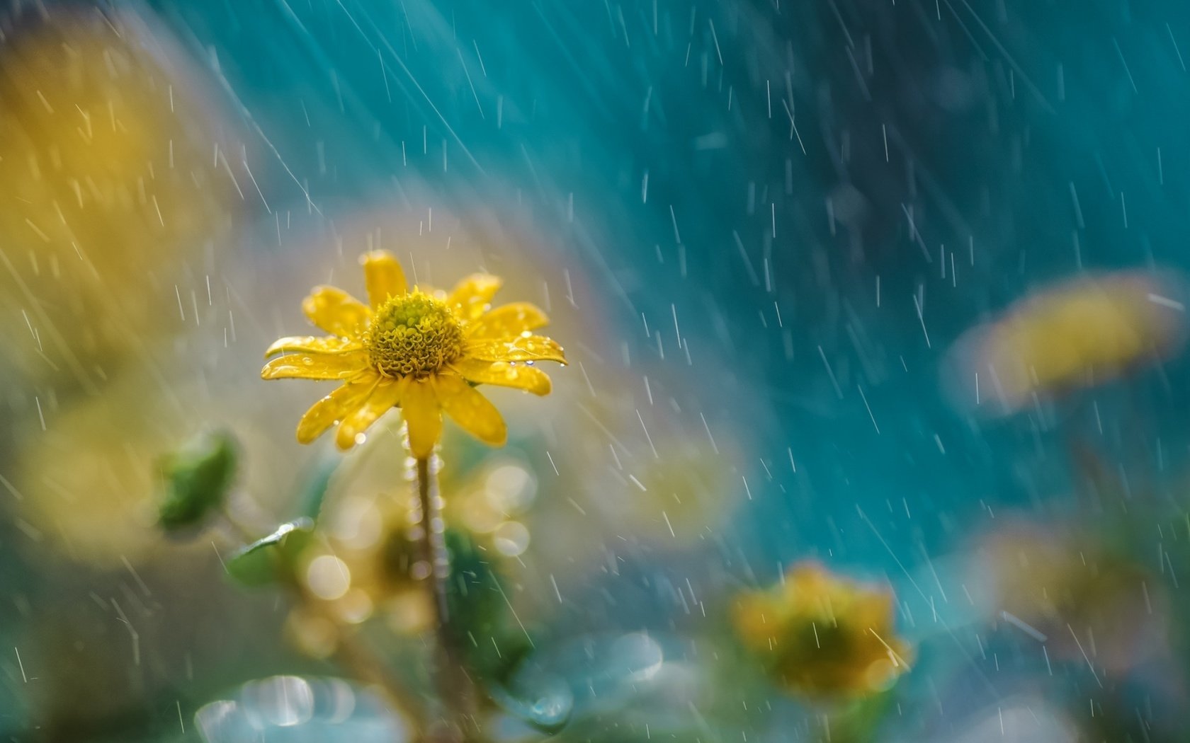 Обои цветы, природа, дождь, желтые, flowers, nature, rain, yellow разрешение 1928x1285 Загрузить