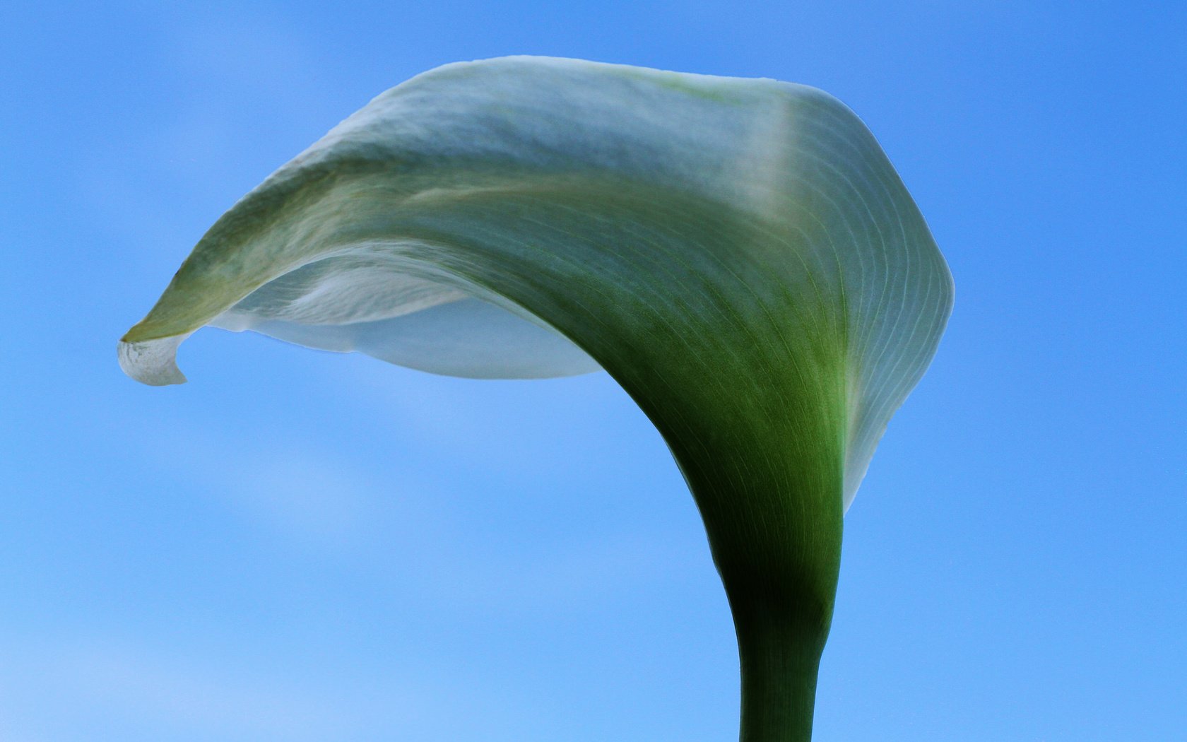 Обои небо, цветок, белая, калла, the sky, flower, white, calla разрешение 2048x1365 Загрузить