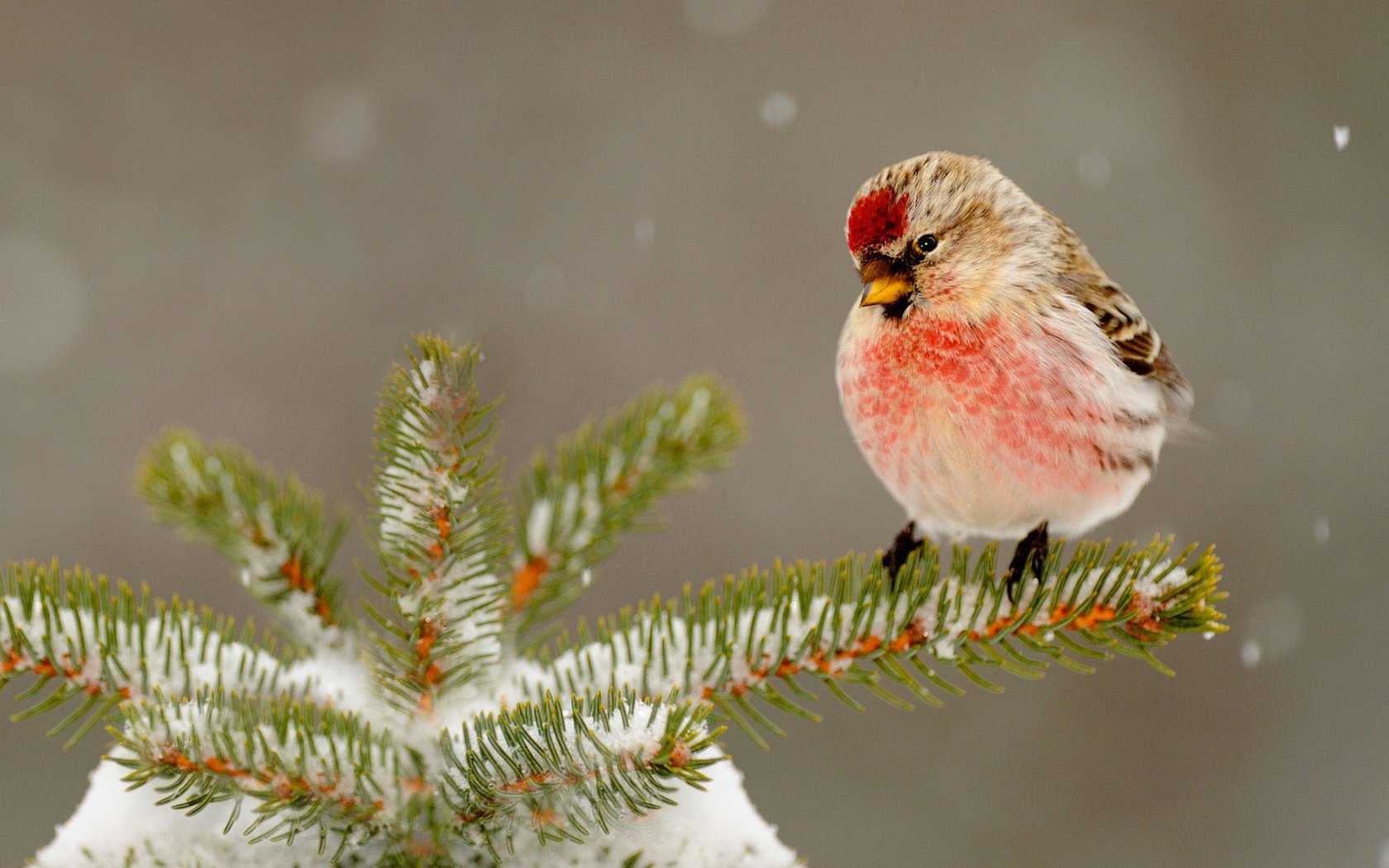 Обои снег, природа, елка, зима, птица, клюв, иголки, snow, nature, tree, winter, bird, beak, needles разрешение 1920x1200 Загрузить