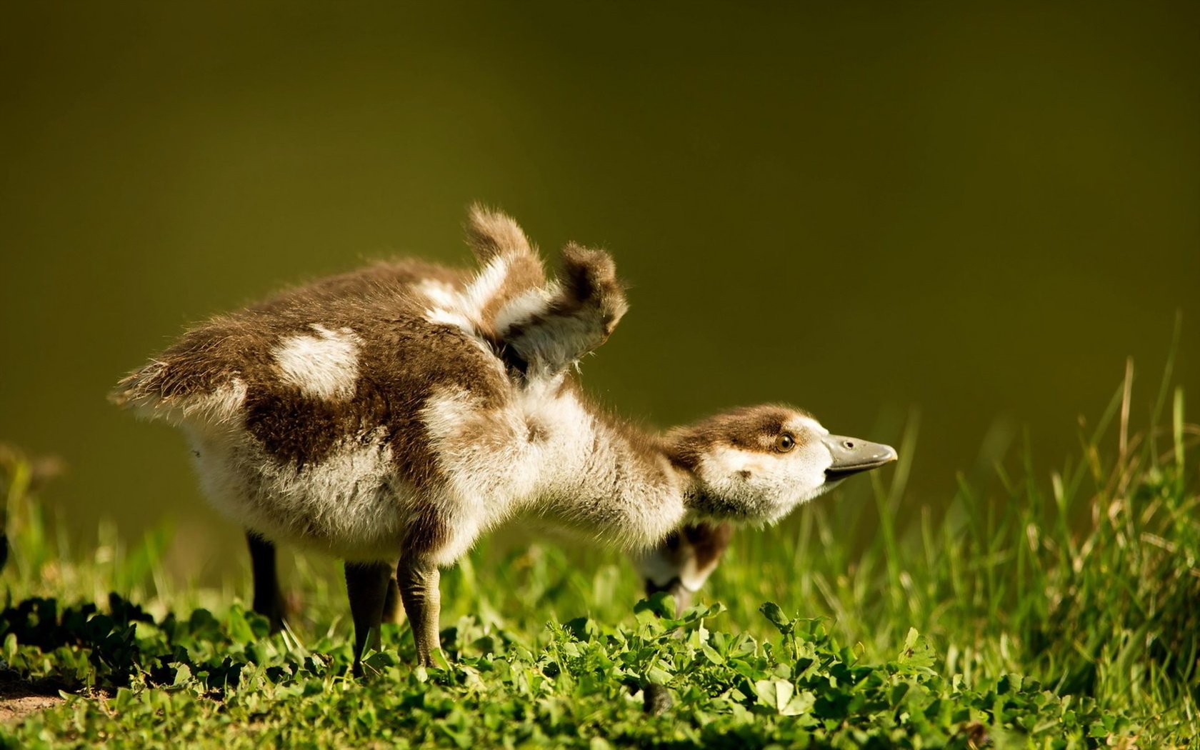 Обои трава, птицы, пара, птенцы, гусенок, grass, birds, pair, chicks, gosling разрешение 1920x1200 Загрузить