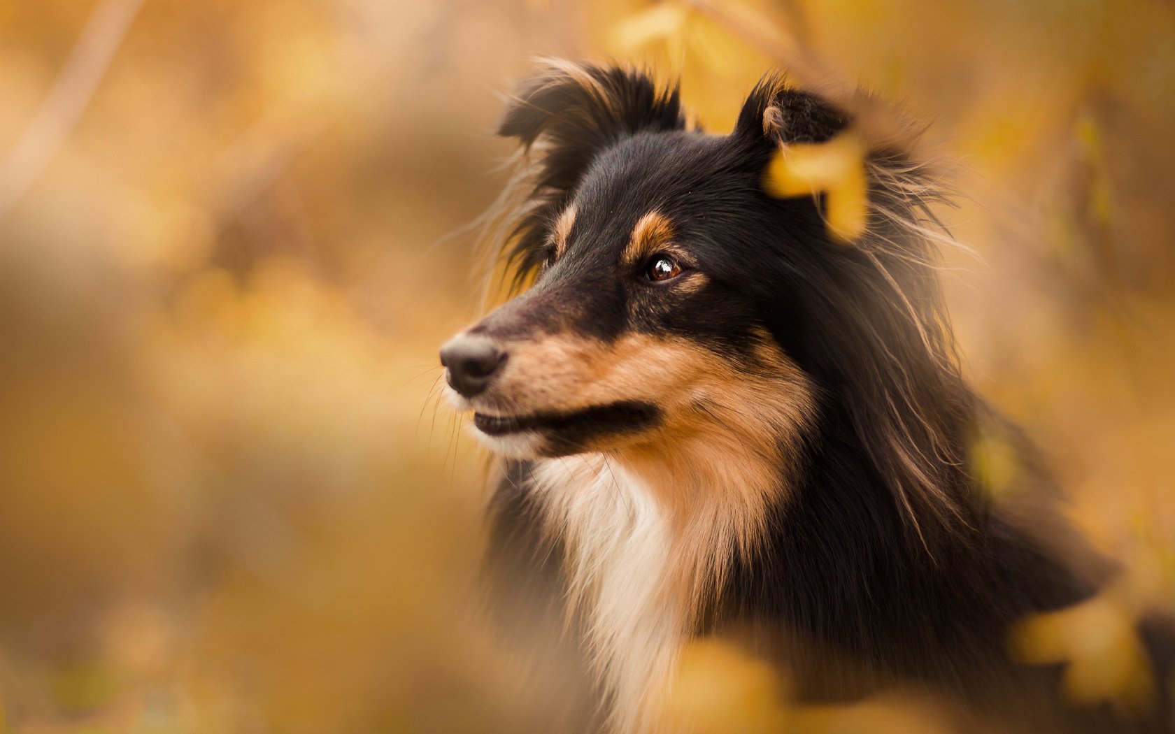 Обои собака, размытость, щенок, шелти, cобака, dog, blur, puppy, sheltie разрешение 2048x1365 Загрузить