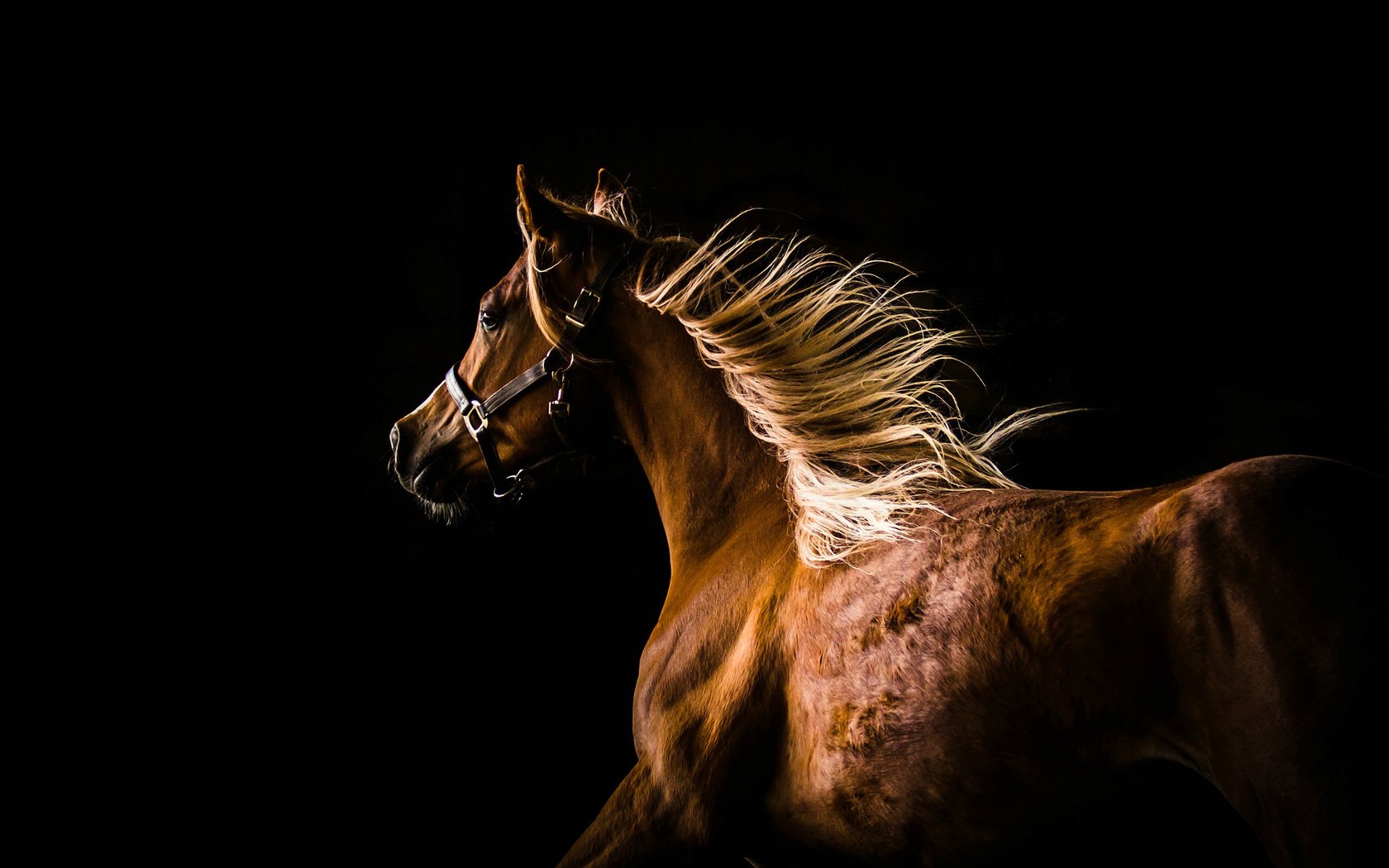 Обои лошадь, профиль, темный фон, конь, грива, бег, horse, profile, the dark background, mane, running разрешение 2048x1420 Загрузить