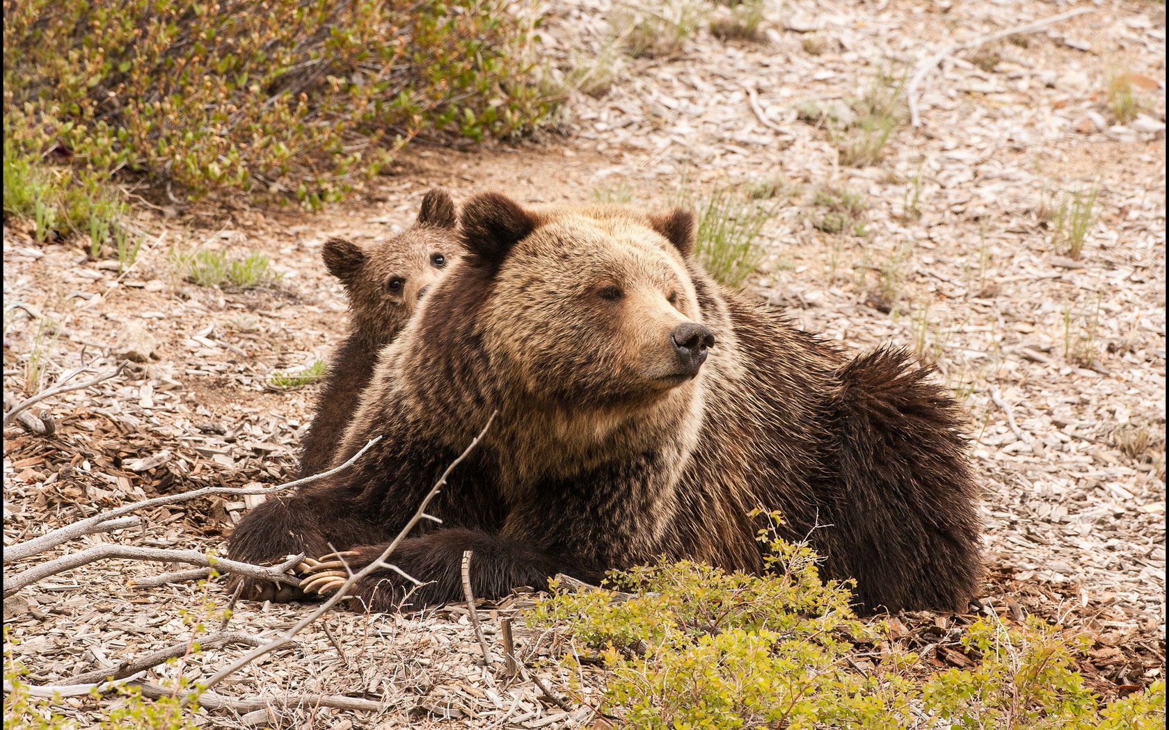 Обои природа, фон, медведь, медведи, медвежонок, медведица, nature, background, bear, bears разрешение 1920x1200 Загрузить