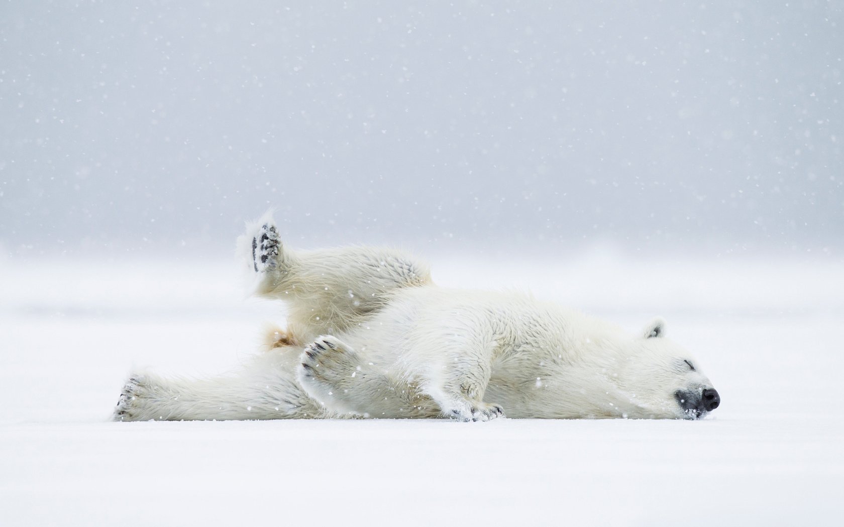 Обои снег, полярный медведь, медведь, хищник, белый медведь, snow, polar bear, bear, predator разрешение 2048x1366 Загрузить