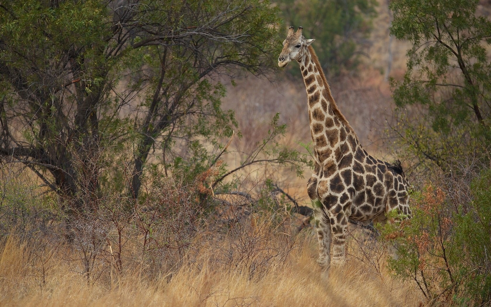 Обои природа, кусты, жираф, саванна, шея, nature, the bushes, giraffe, savannah, neck разрешение 2048x1280 Загрузить